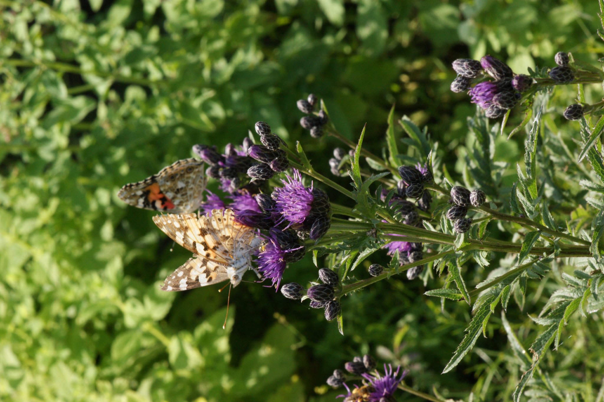 Färbepflanze, Färberscharte mit Distelfaltern, Färberscharte, Serratula tinctoria Färbepflanze, Färberscharte mit Distelfaltern, Färberscharte, Serratula tinctoria