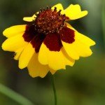Coreopsis tinctoria, Färber-Mädchenauge, Färberpflanze Coreopsis tinctoria, Färber-Mädchenauge, Färberpflanze, Färbepflanze, Pflanzenfarben, färben