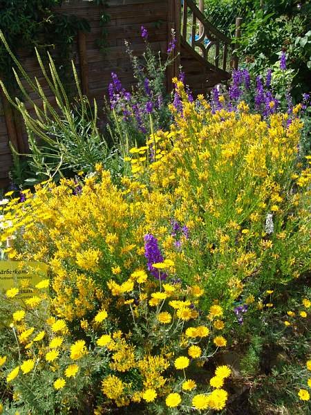 Färberpflanzen in Färbergarten: Anthemis tinctoria, Färberkamille; Genista tinctoria, Färberginster; Consolda ajacis, Gartenrittersporn; Reseda luteola, Wau; Parthenocissus quinquefolia, Jungfernrebe Färberpflanzen in Färbergarten: Anthemis tinctoria, Färberkamille; Genista tinctoria, Färberginster; Consolda ajacis, Gartenrittersporn; Reseda luteola, Wau; Parthenocissus quinquefolia, Jungfernrebe