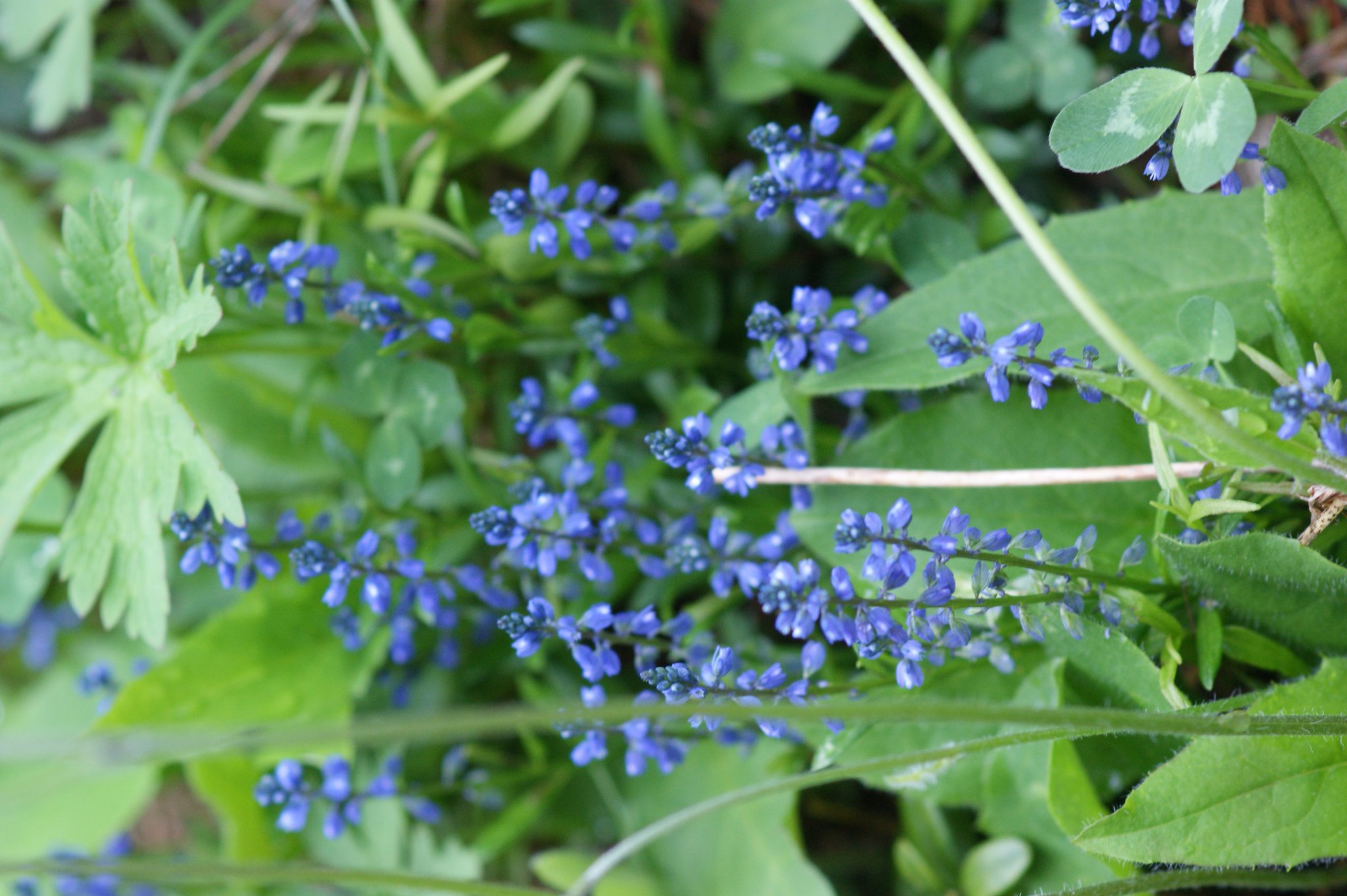 Blaudruck, Museum Schloss Fechenbach, Dieburg Blaudruck, Museum Schloss Fechenbach, Dieburg