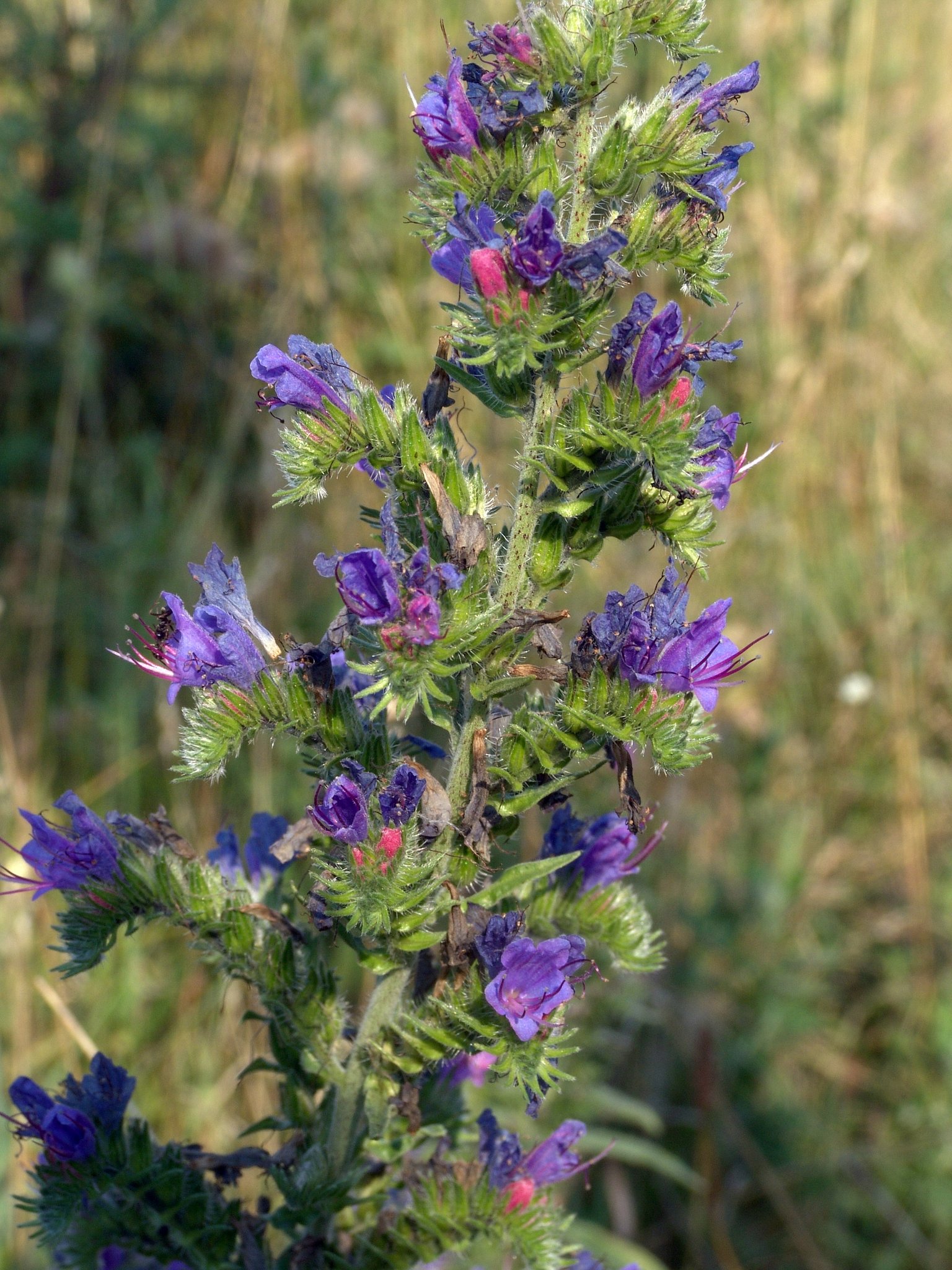 Echium vulgare, Blaue Ochsenzunge, Natternkopf, Färbepflanze, Färberpflanze, Pflanzenfarben, färben, Klostergarten Seligenstadt