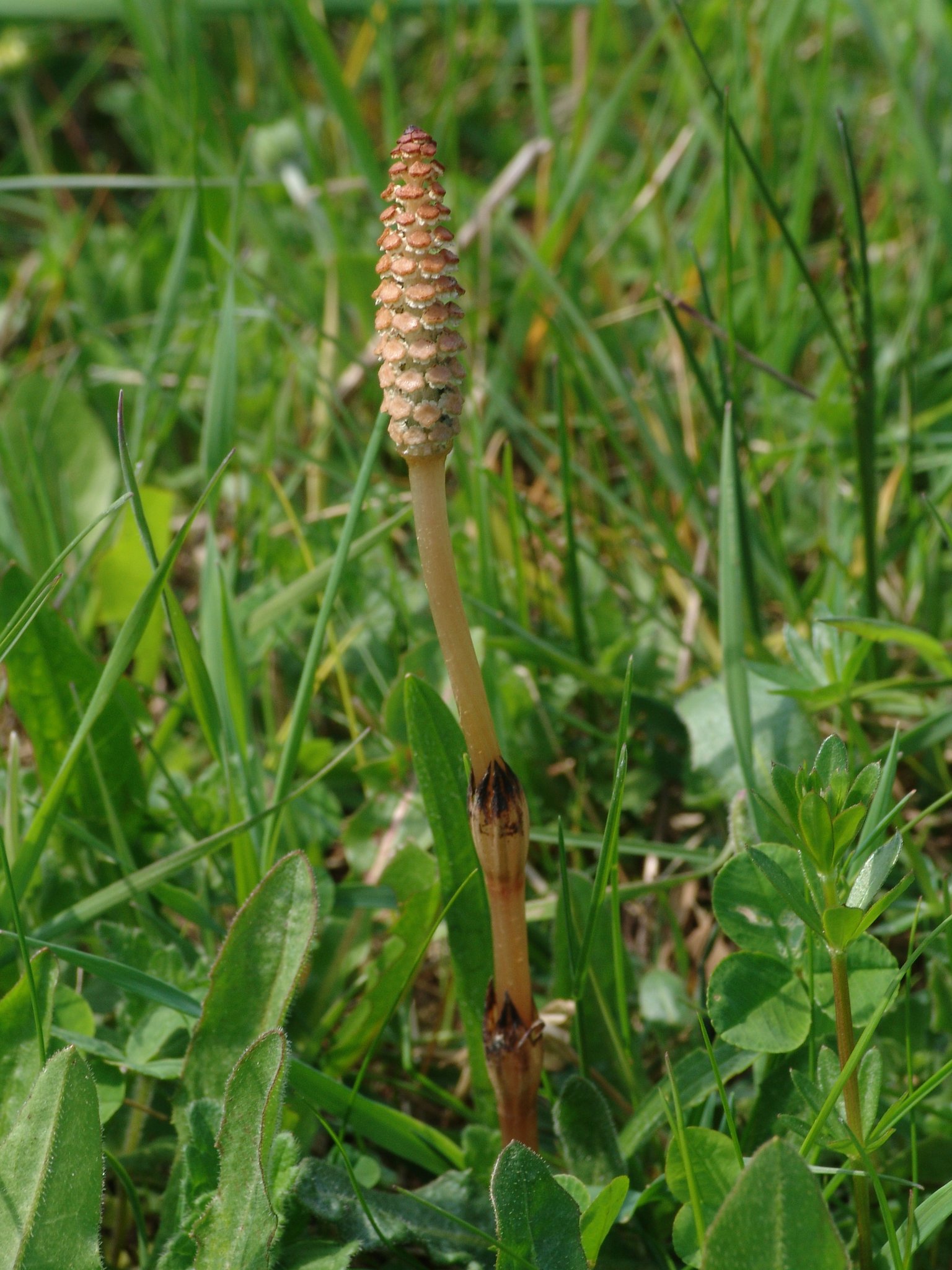 Equisetum arvense, Ackerschachtelhalm, Färbepflanze, Färberpflanze, Pflanzenfarben, färben, Klostergarten Seligenstadt