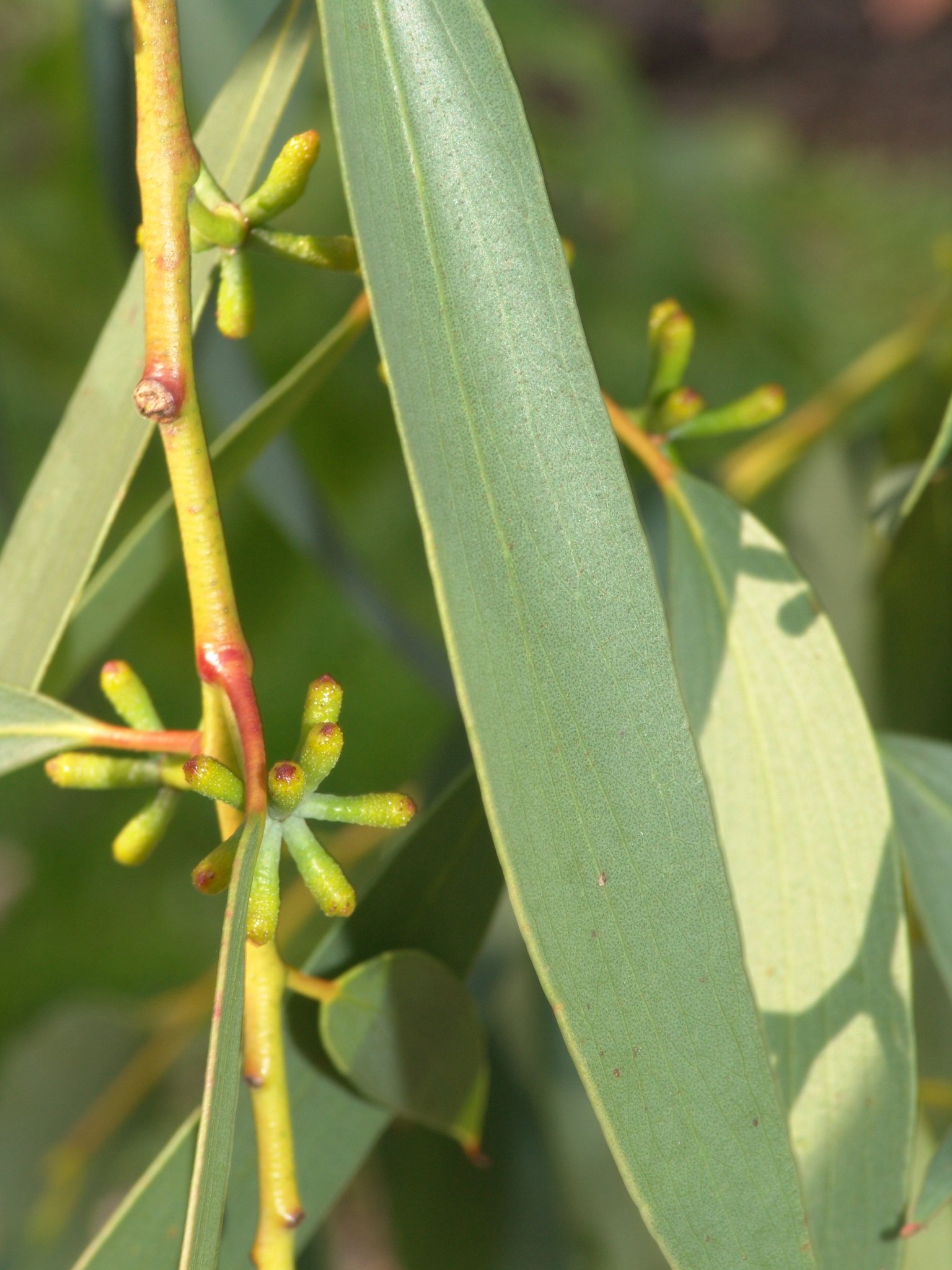 Eucalyptus globulus, Eukalyptus, Färbepflanze, Färberpflanze Eucalyptus globulus, Eukalyptus, Färbepflanze, Färberpflanze, Pflanzenfarben, färben, Klostergarten Seligenstadt