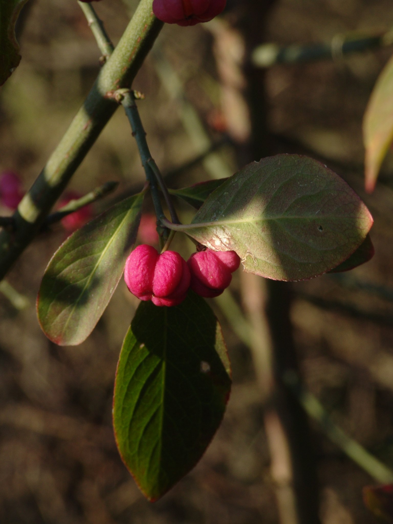 Euonymus europaea, Gewöhnliches Pfaffenhütchen, Färbepflanze, Färberpflanze, Pflanzenfarben, färben, Klostergarten Seligenstadt