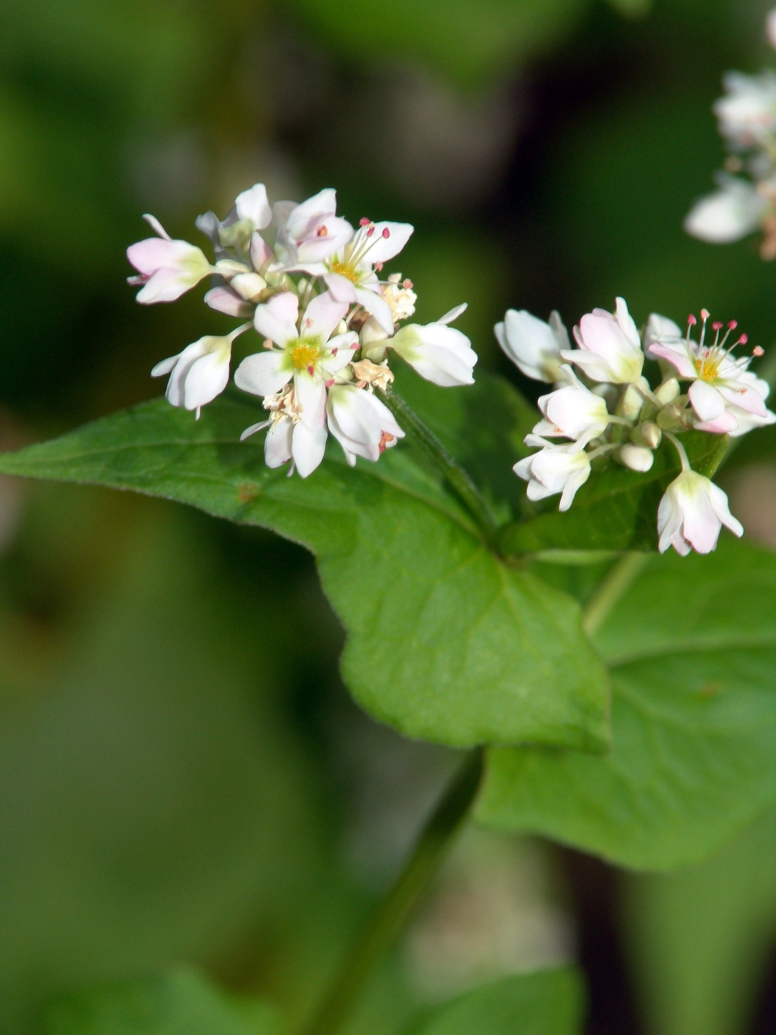Fagopyrum esculentum, Buchweizen, Färberpflanze Fagopyrum esculentum, Buchweizen, Färberpflanze