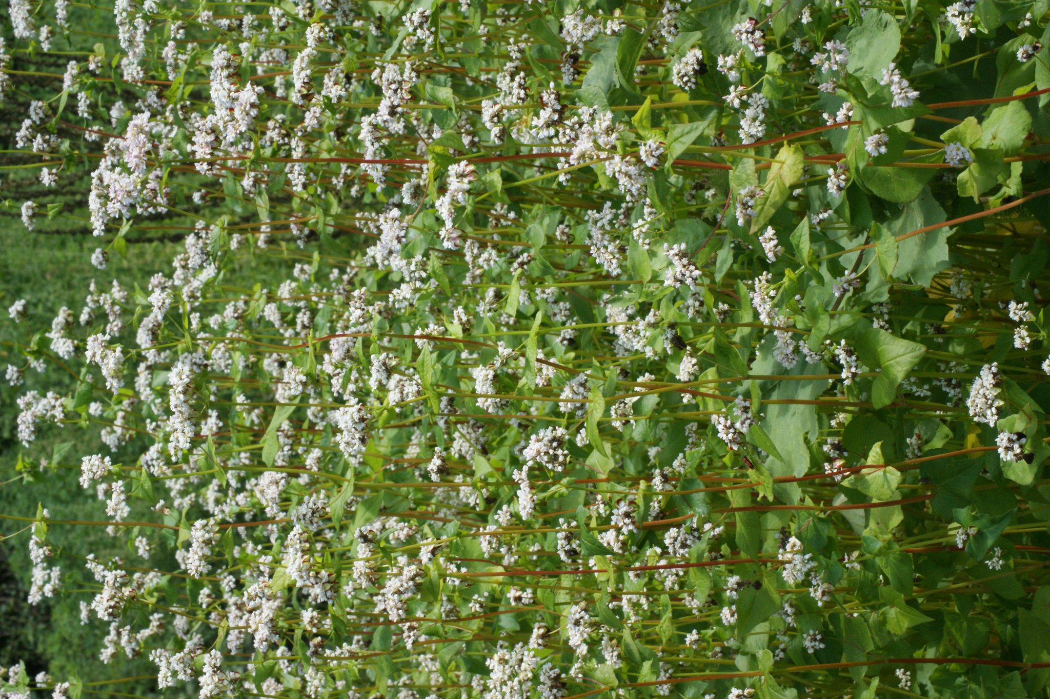 Buchweizen, Fagopyrum esculentumm Färbepflanze, Färberpflanze Buchweizen, Fagopyrum esculentumm Färbepflanze, Färberpflanze