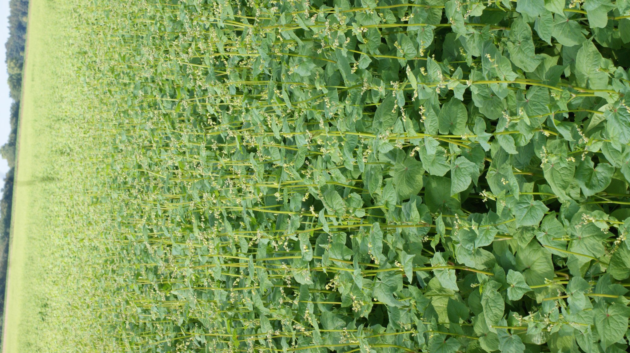 Buchweizen, Fagopyrum tartaricum Färbepflanze, Färberpflanze Buchweizen, Fagopyrum tartaricum Färbepflanze, Färberpflanze