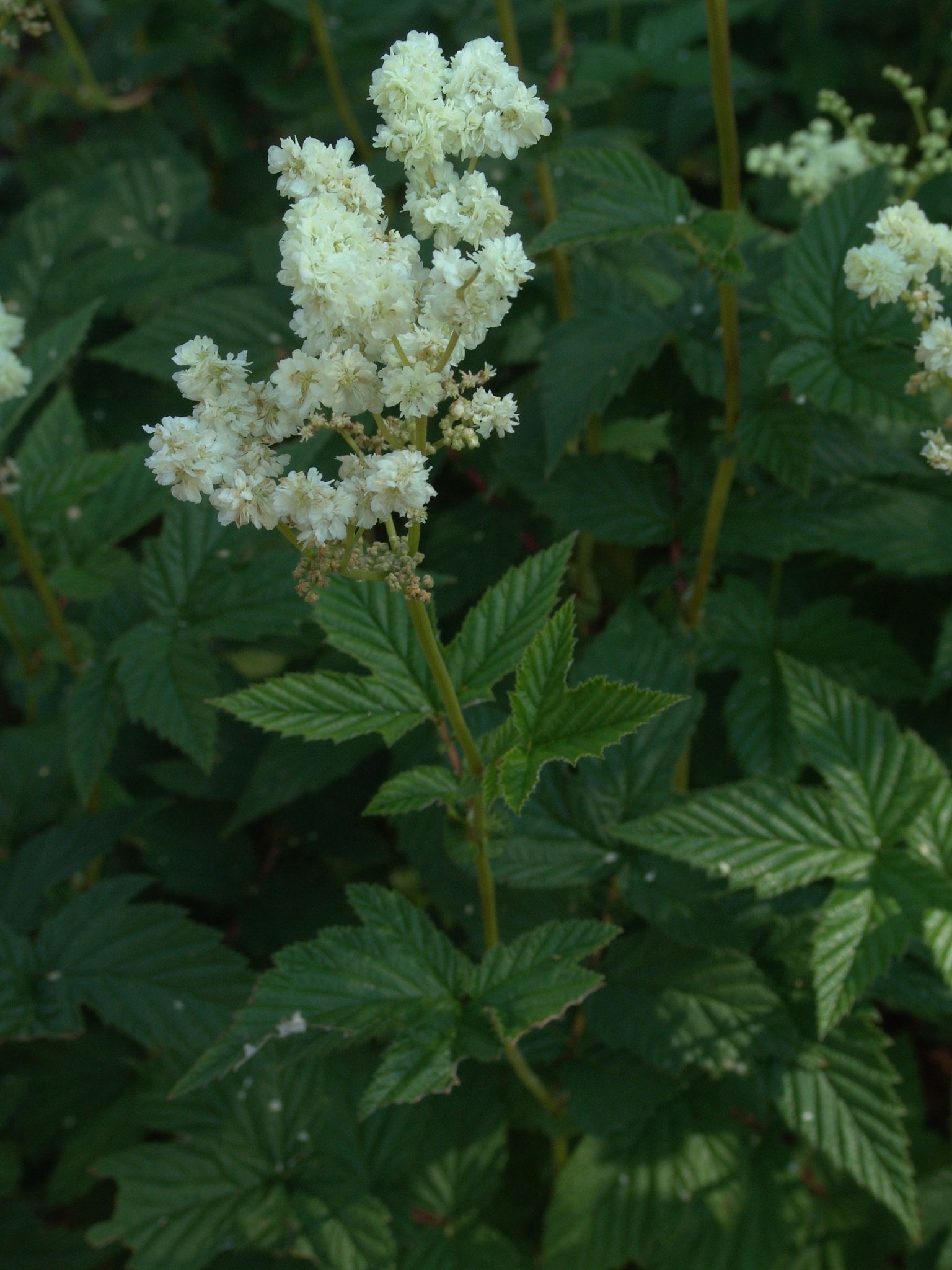 Filipendula ulmaria (Pflanze), Echtes Mädesüß, Färbepflanze, Färberpflanze, Pflanzenfarben, färben, Klostergarten Seligenstadt