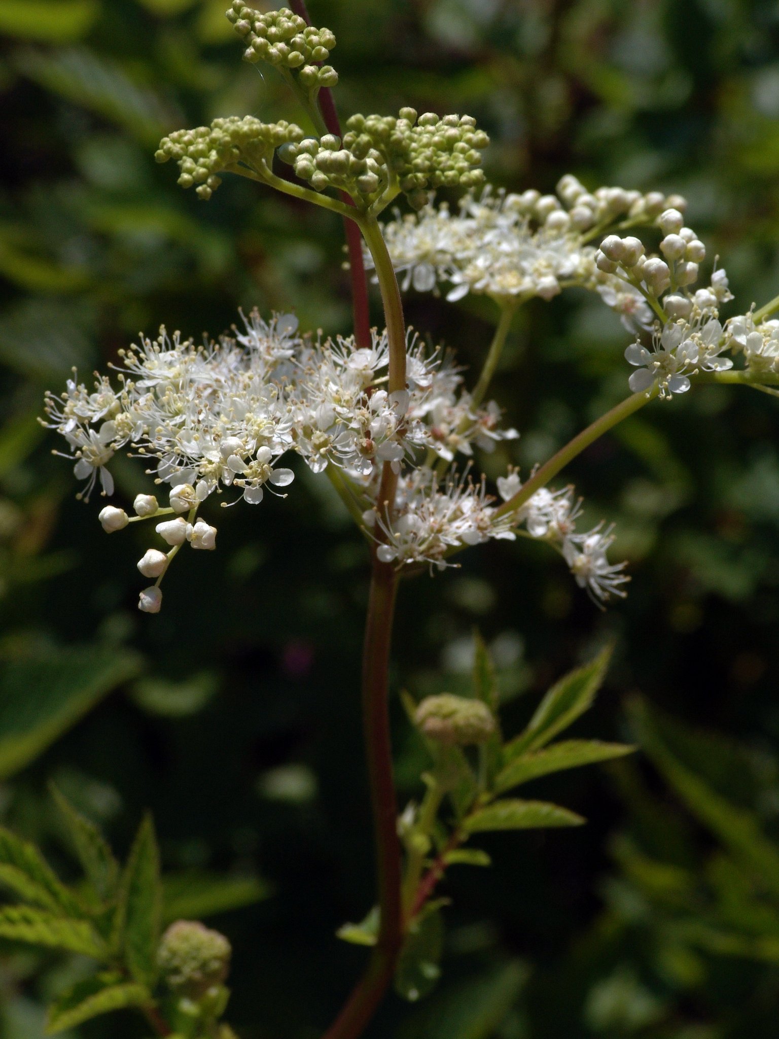 Filipendula ulmaria (Kraut), Echtes Mädesüß, Färbepflanze, Färberpflanze, Pflanzenfarben, färben, Klostergarten Seligenstadt