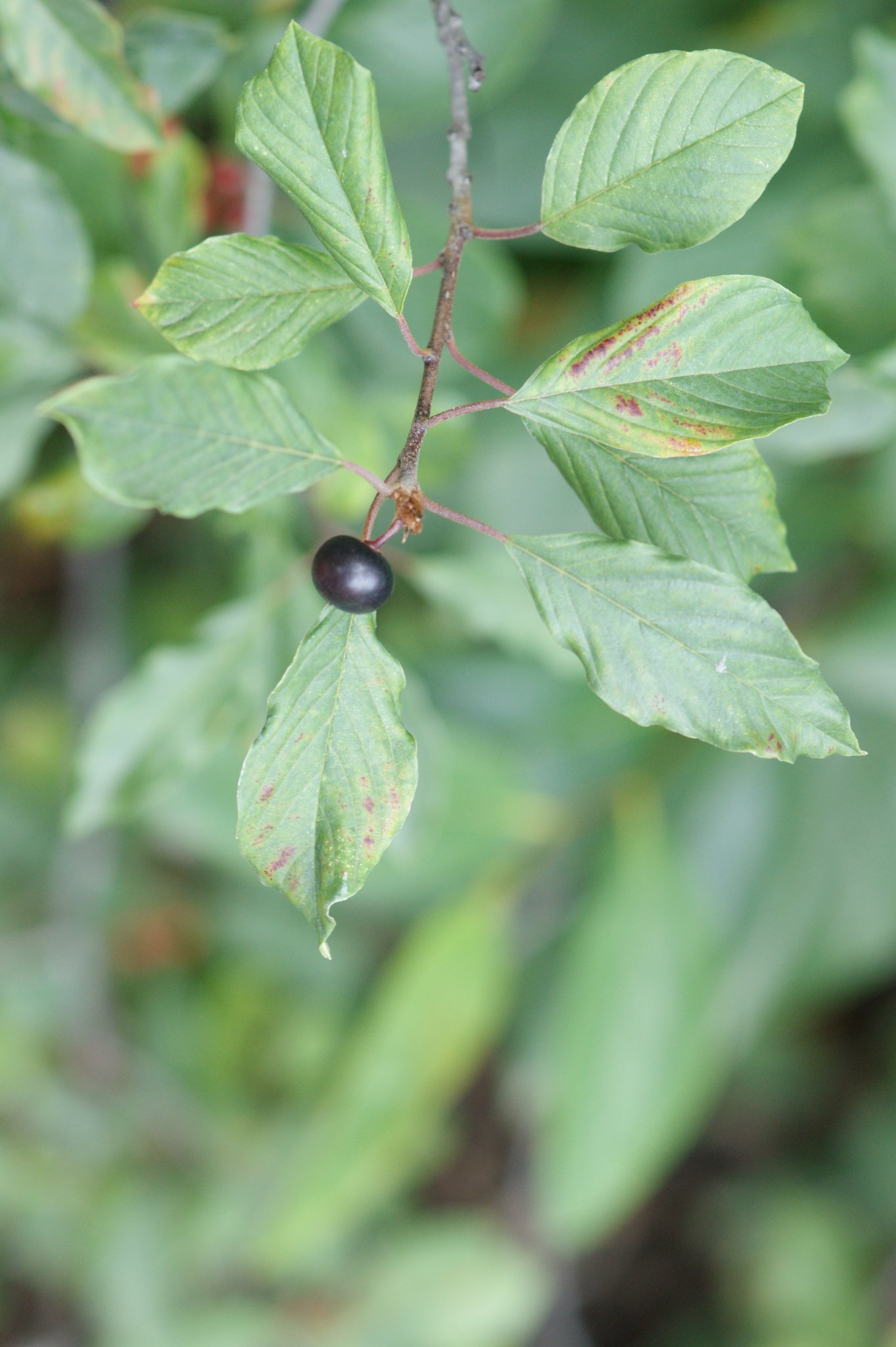 Frangula alnus, Faulbaum, Pflanzenfarbe zur Haarfärbung, Färbepflanze