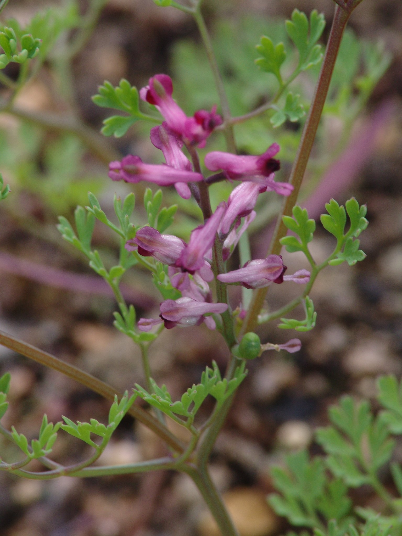 Fumaria officinalis, Erdrauch, Färberpflanze, Färbepflanze Fumaria officinalis, Erdrauch, Färberpflanze, Färbepflanze