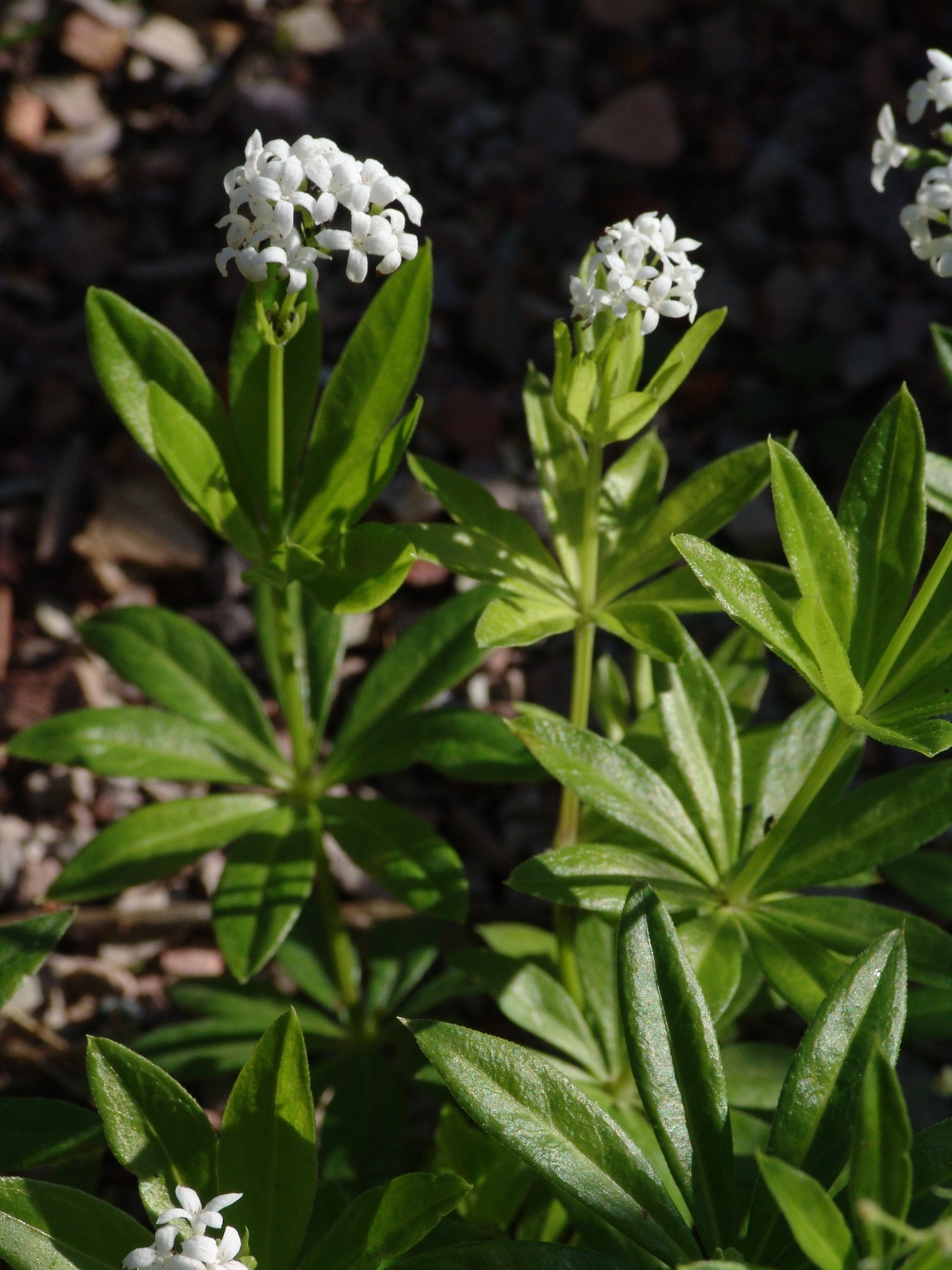 Galium odoratum, Waldmeister, Färbepflanze, Färberpflanze, Pflanzenfarben, färben, Klostergarten Seligenstadt