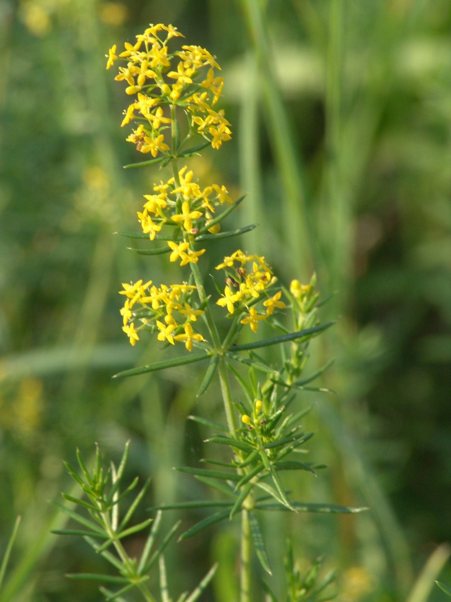 Galium verum, Echtes Labkraut, Färbepflanze, Färberpflanze, Pflanzenfarben, färben, Klostergarten Seligenstadt