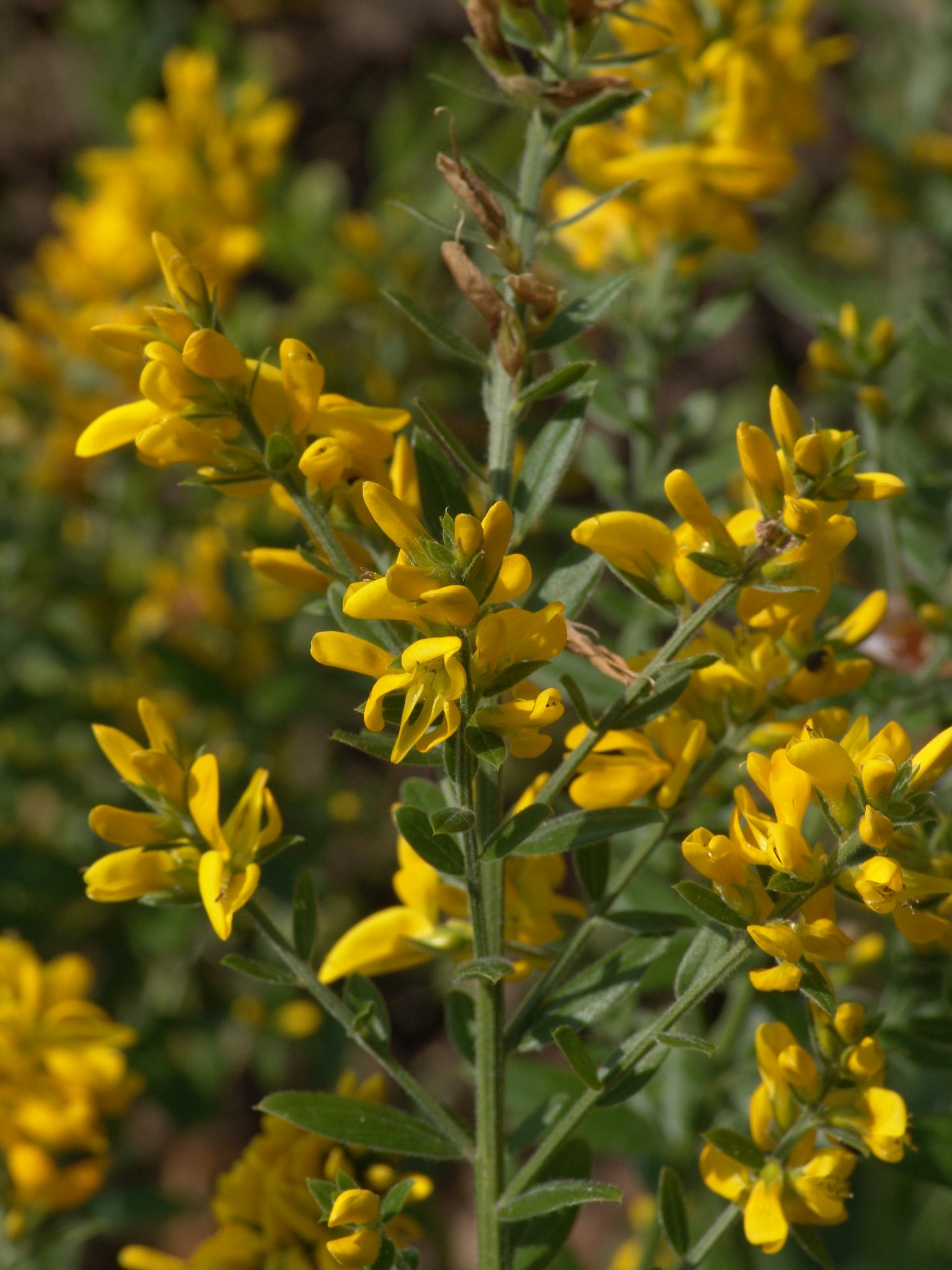 Genista tinctoria (Pflanze), Färbeginster, Färbepflanze, Färberpflanze, Pflanzenfarben, färben, Klostergarten Seligenstadt