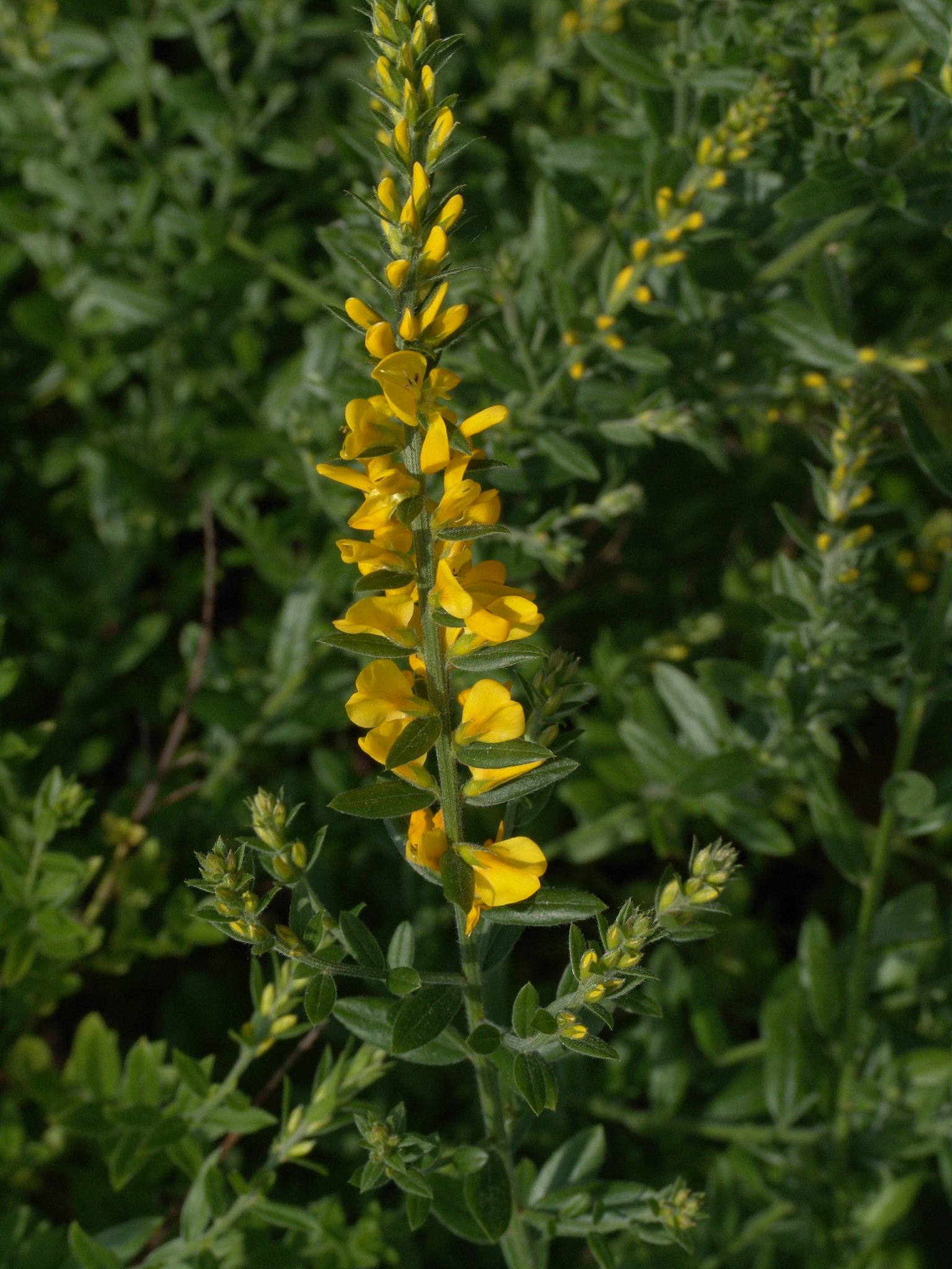 Genista tinctoria (Blüten), Färbeginster, Färbepflanze, Färberpflanze, Pflanzenfarben, färben, Klostergarten Seligenstadt