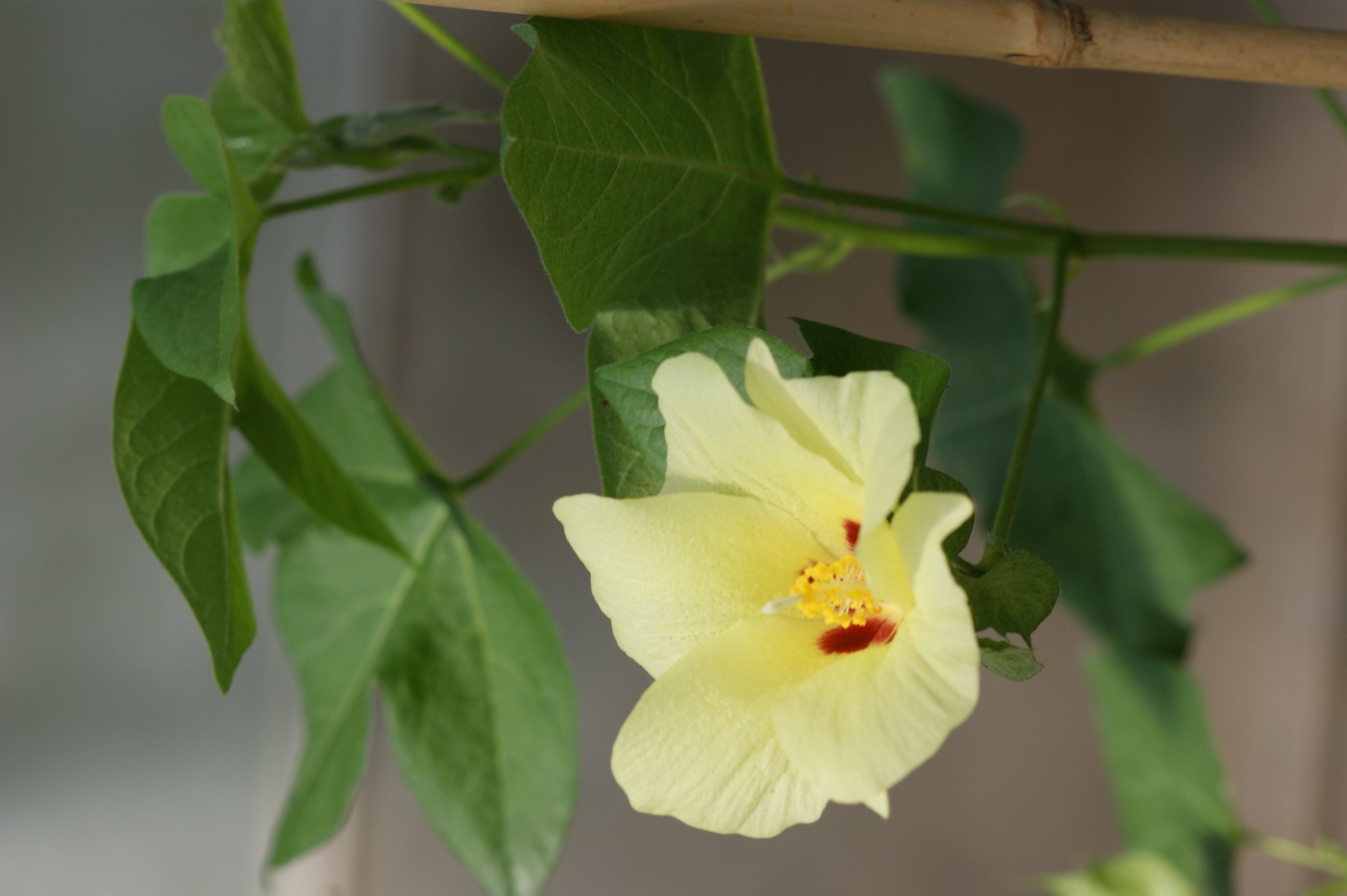 Baumwolle, Gossypium aboreum, Faserpflanze Baumwolle, Gossypium aboreum, Faserpflanze