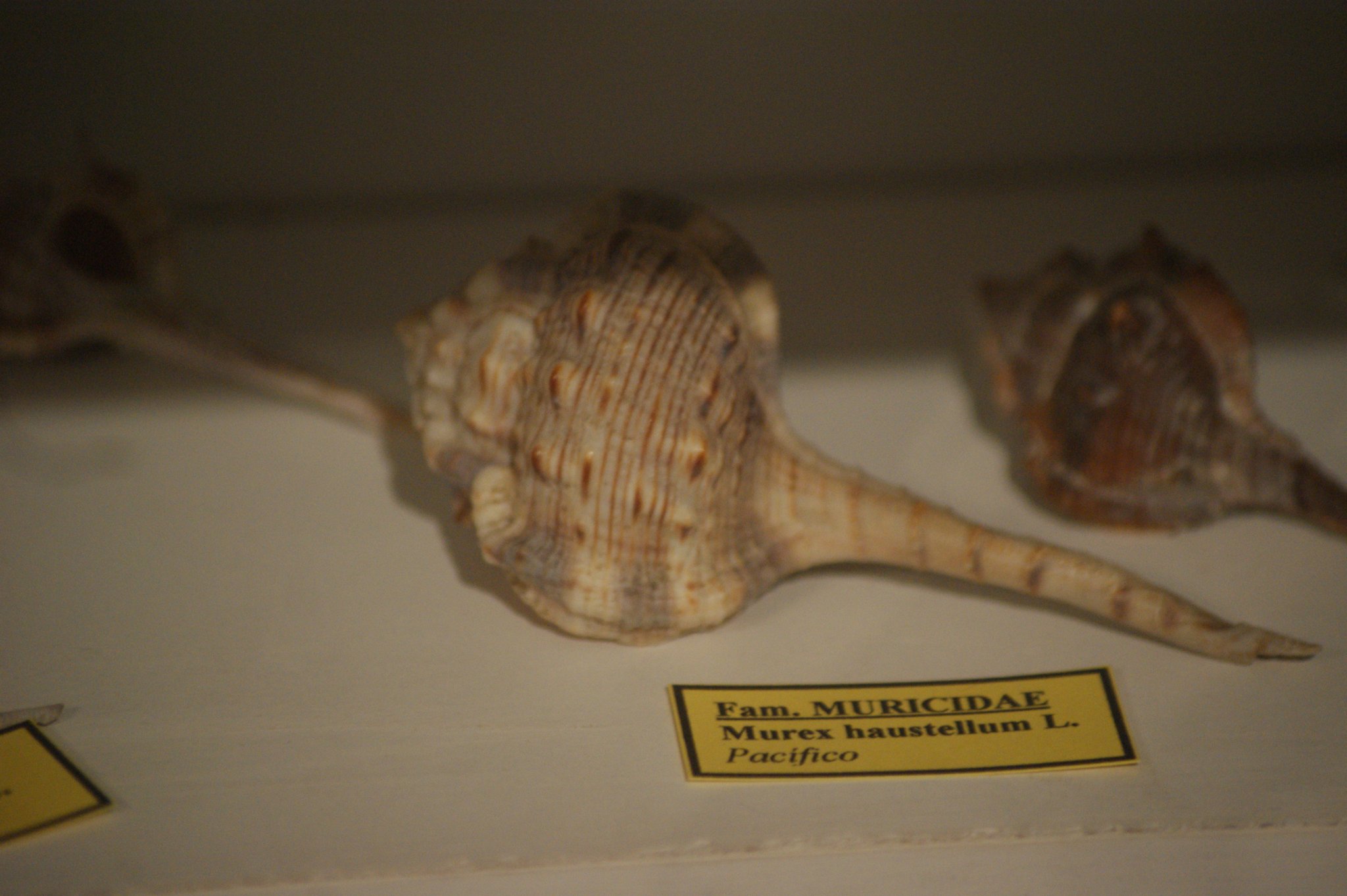 Haustellum haustellum, Purpurschnecke Haustellum haustellum.jpg, Purpurschnecke