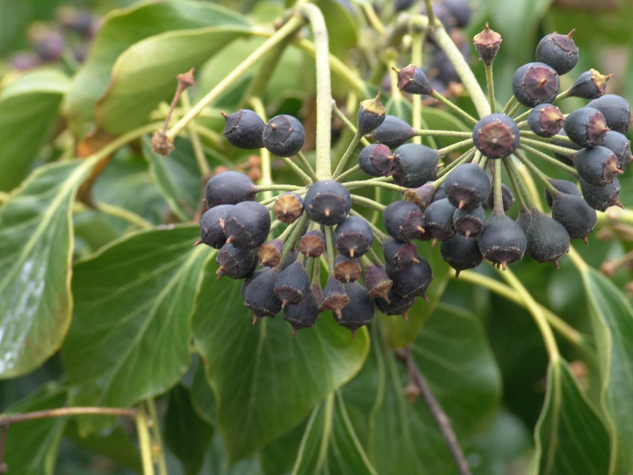 Hedera helix, Efeu, Färbepflanze, Färberpflanze Hedera helix, Efeu, Färbepflanze, Färberpflanze, Pflanzenfarben, färben, Klostergarten Seligenstadt