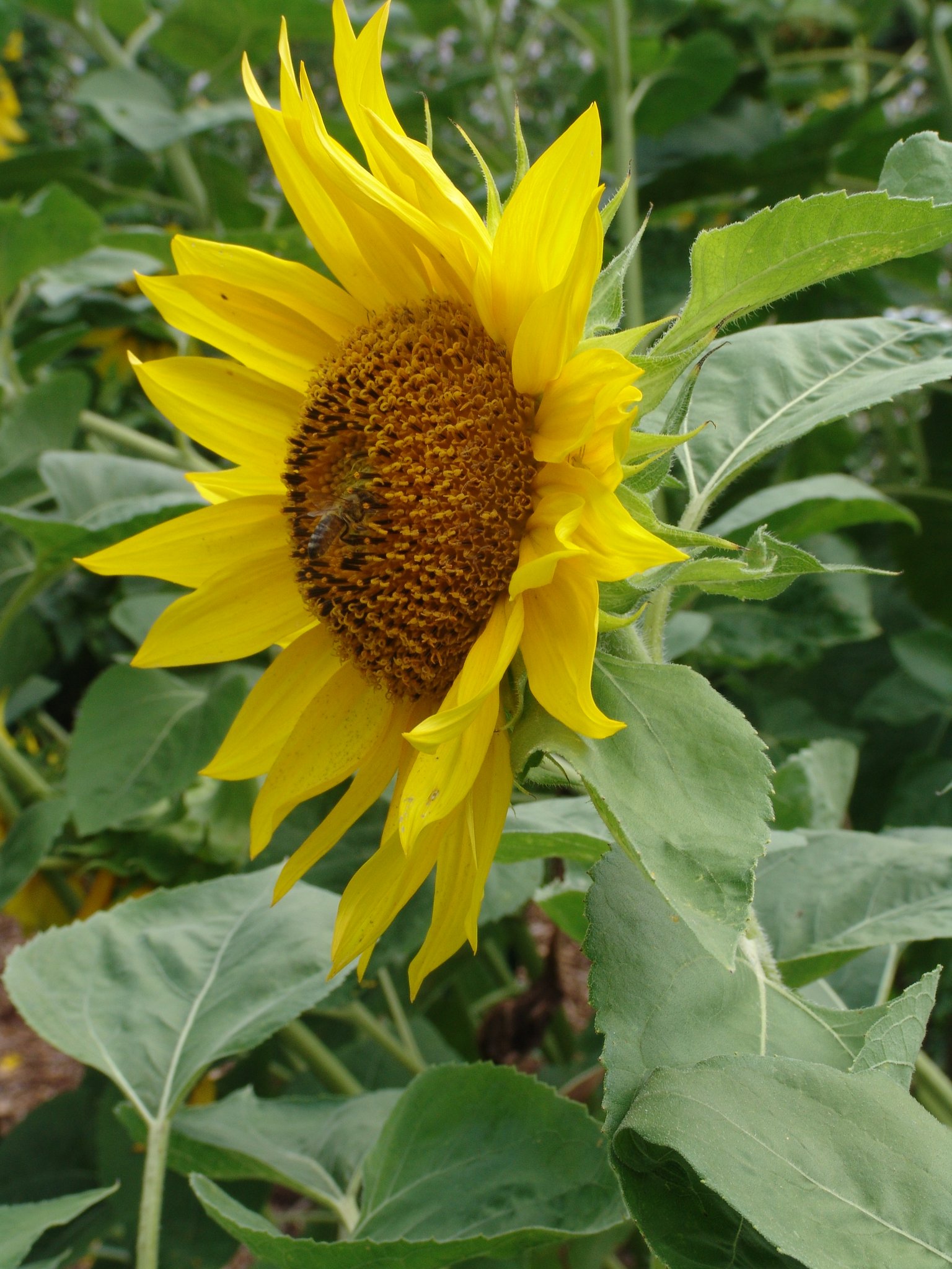 Helianthus annuus, Sonnenblume, Färbepflanze Helianthus annuus, Sonnenblume, Färbepflanze, Färberpflanze, Pflanzenfarben, färben, Klostergarten Seligenstadt