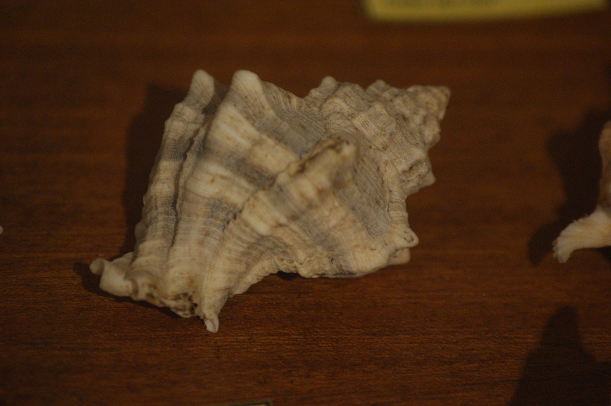 Hexaplex trunculus, Purpurschnecke Hexaplex trunculus, Purpurschnecke