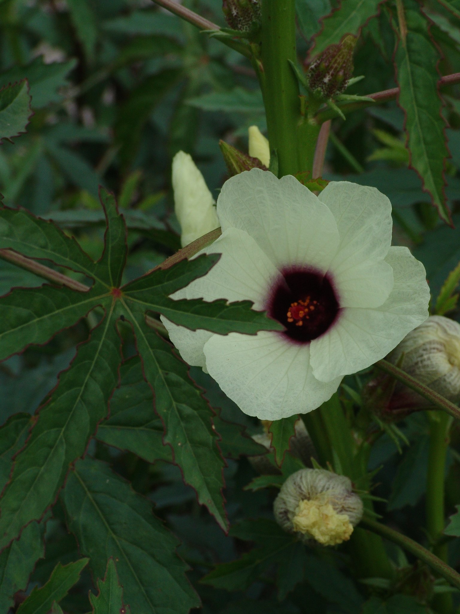 Hibiscus cannabinus, Kenaf, Faserpflanze Hibiscus cannabinus, Kenaf, Faserpflanze
