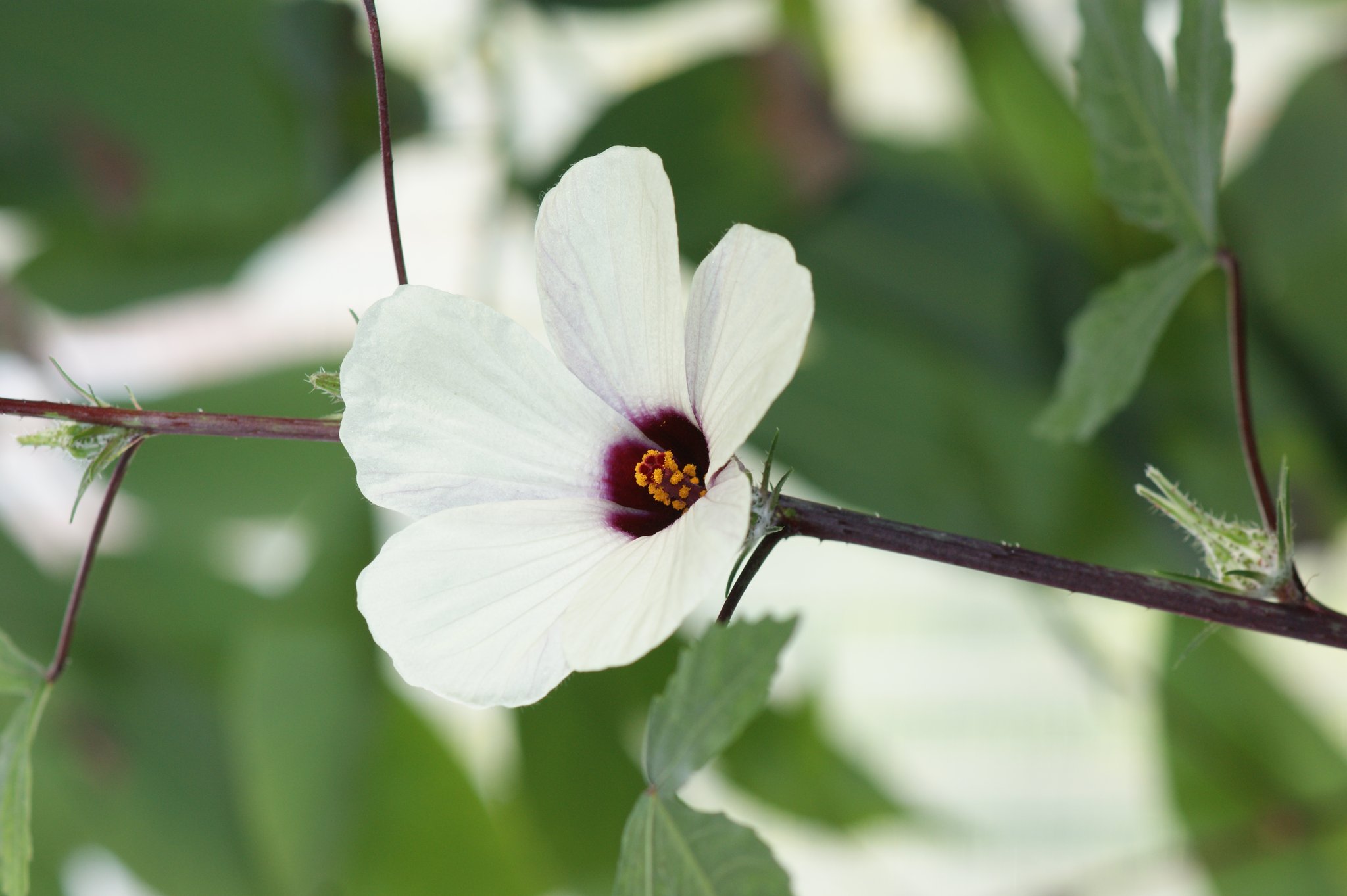 Hibiscus sabdariffa, Rosellehanf, Faserpflanze