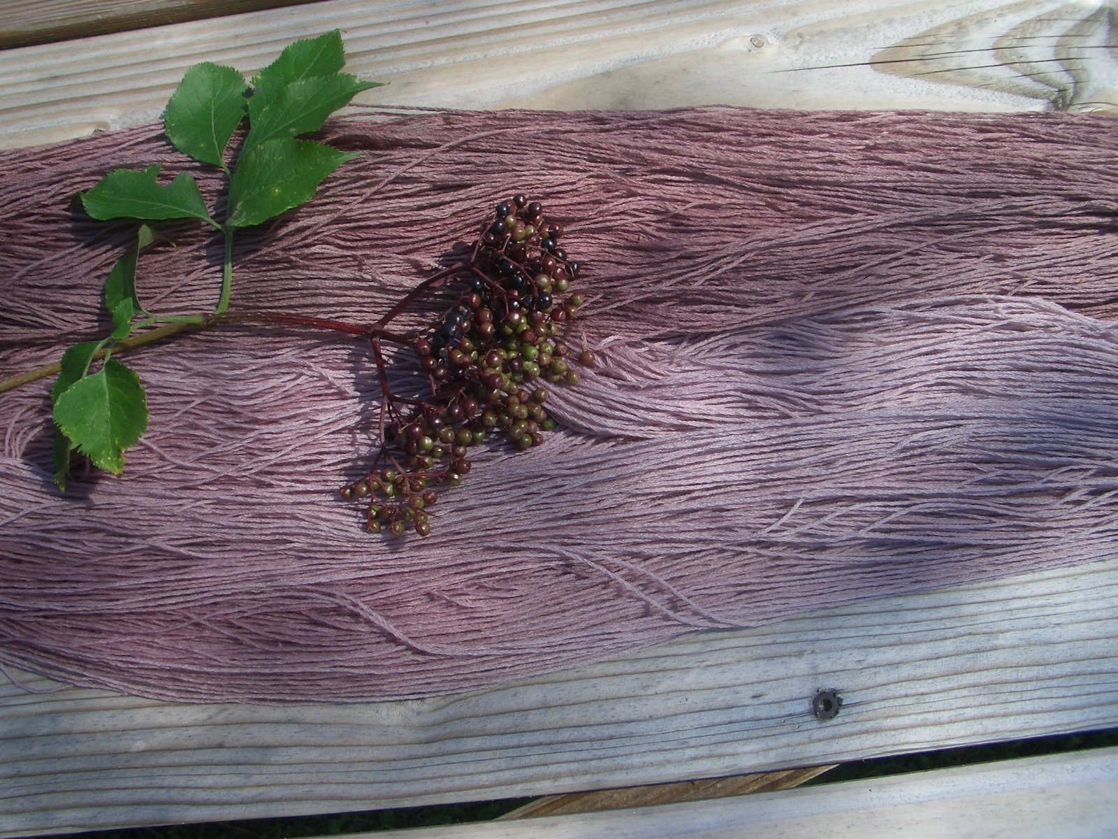 Gefärbte Wolle mit Holunder, Sambucus nigra Gefärbte Wolle mit Holunder, Sambucus nigra, Pflanzenfarben
