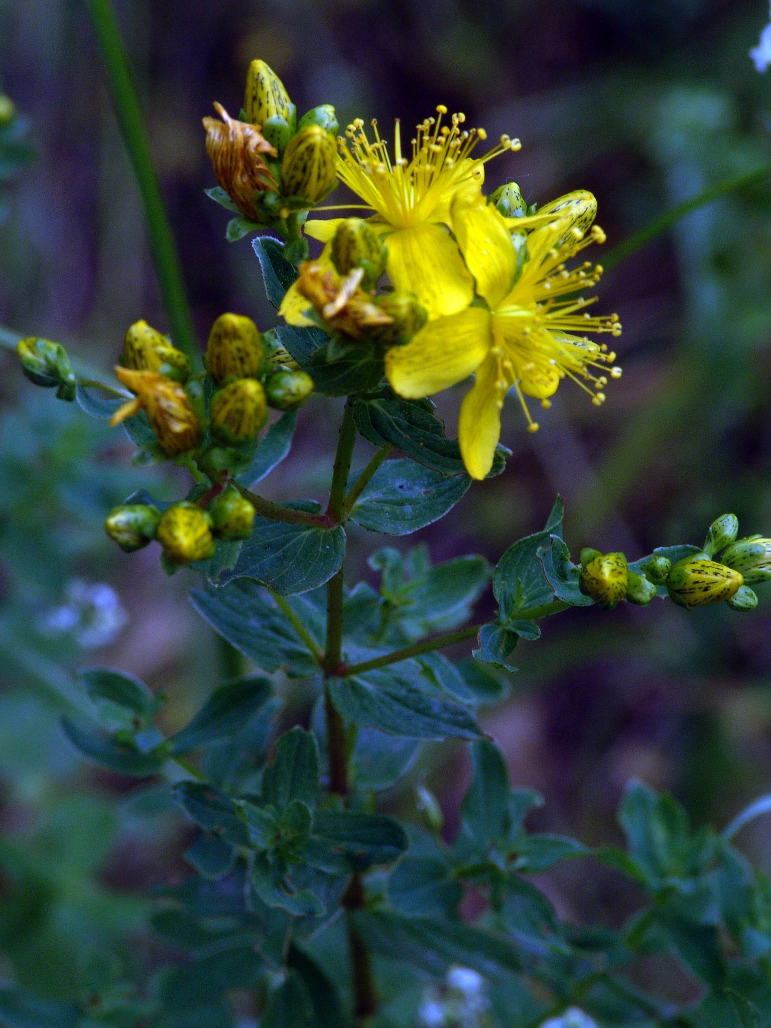 Hypericum perforatum (Pflanze), Johanniskraut-Art, Färbepflanze, Färberpflanze, Pflanzenfarben, färben, Klostergarten Seligenstadt