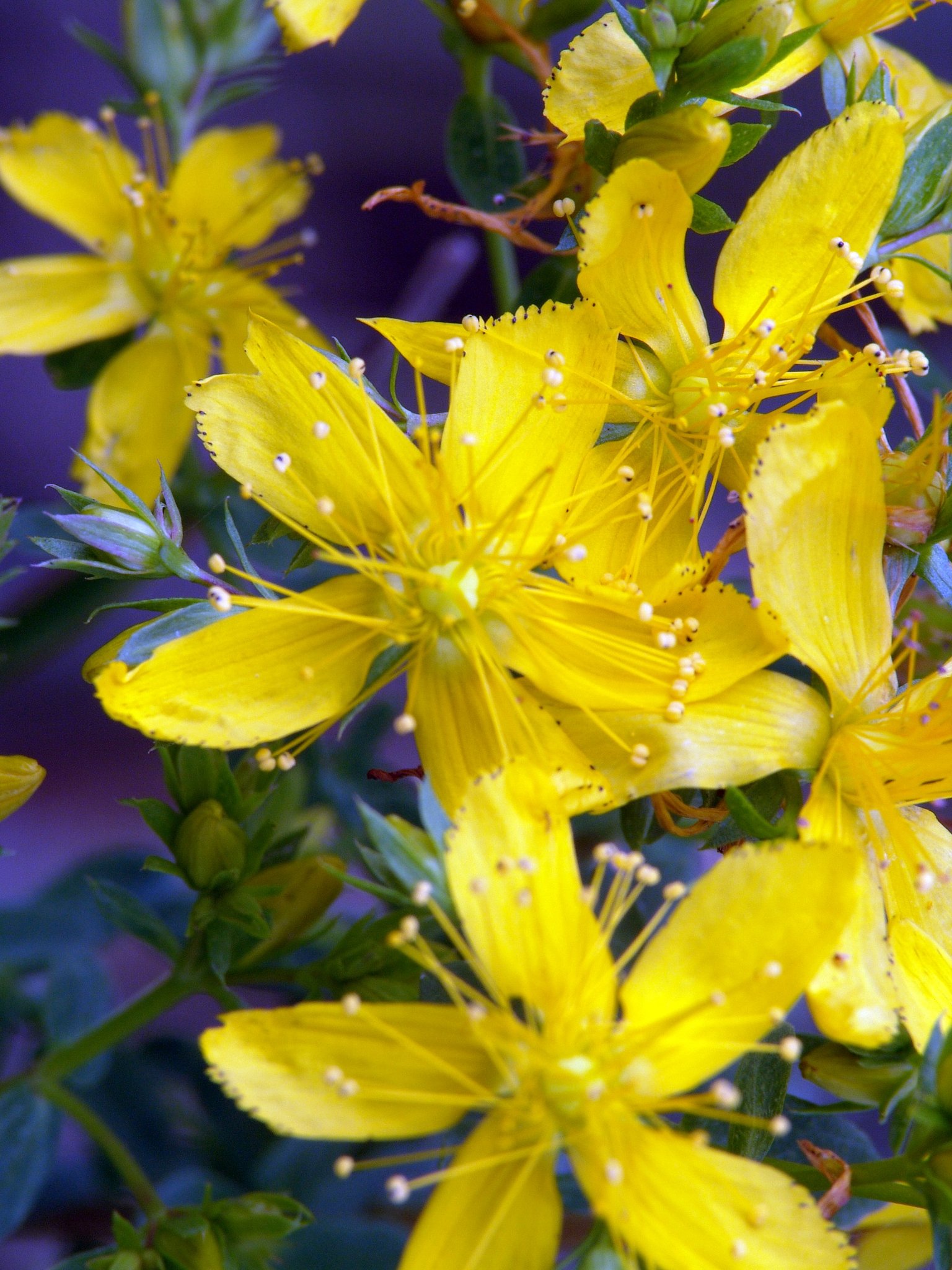Hypericum perforatum (Kraut), Johanniskraut, Tüpfel-Hartheu, Färbepflanze, Färberpflanze, Pflanzenfarben, färben, Klostergarten Seligenstadt