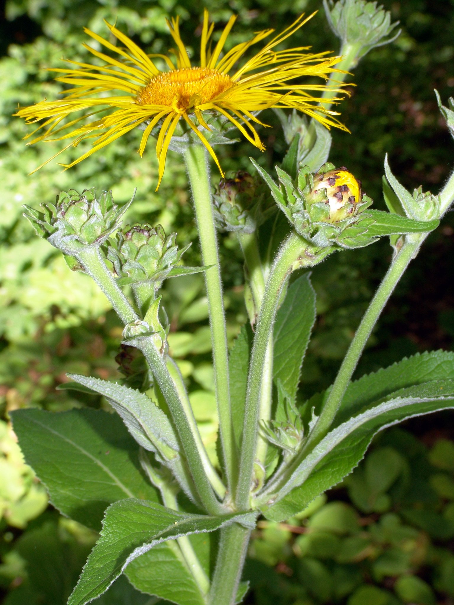 Inula helenium, Echter Alant, Färbepflanze, Färberpflanze, Pflanzenfarben, färben, Klostergarten Seligenstadt