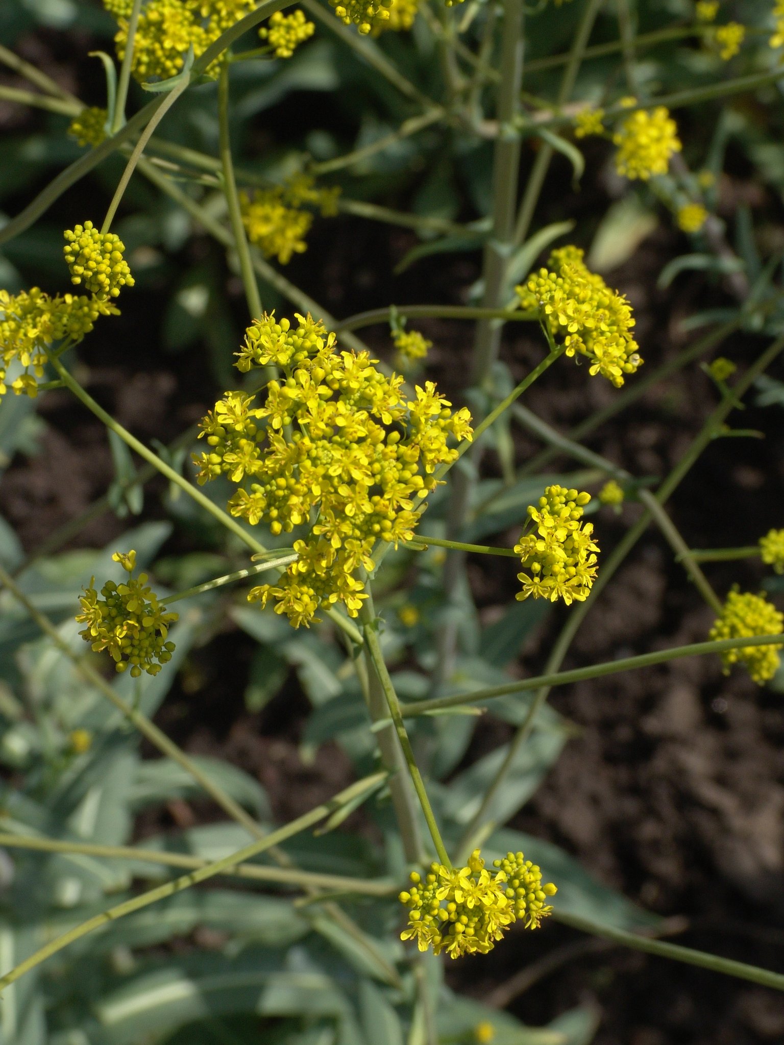 Isatis tinctoria, Waid, Färbepflanze, Färberpflanze, Pflanzenfarben, färben, Klostergarten Seligenstadt