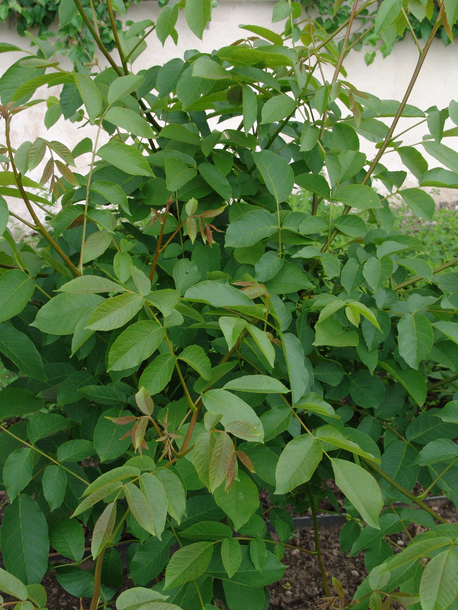 Juglans nigra, Schwarznuss, Färbepflanze, Färberpflanze, Pflanzenfarben, färben, Klostergarten Seligenstadt