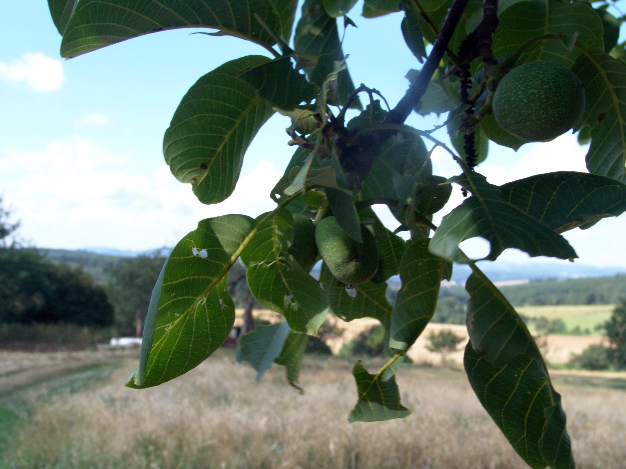 Juglans regia, Walnußbaum, Färbepflanze, Färberpflanze, Pflanzenfarben, färben, Klostergarten Seligenstadt