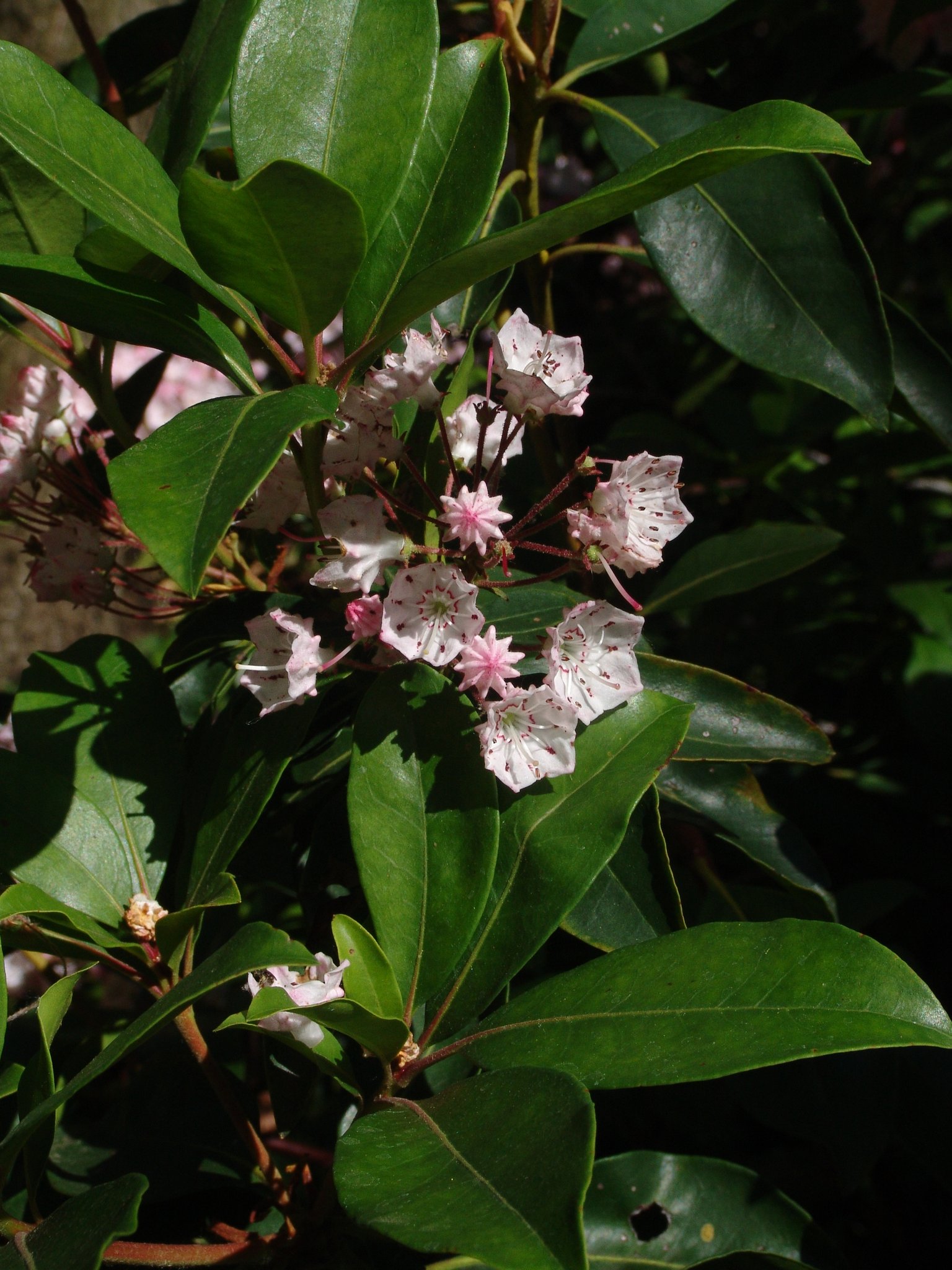 Kalmia latifolia, Berg-Lorbeer, Färbepflanze