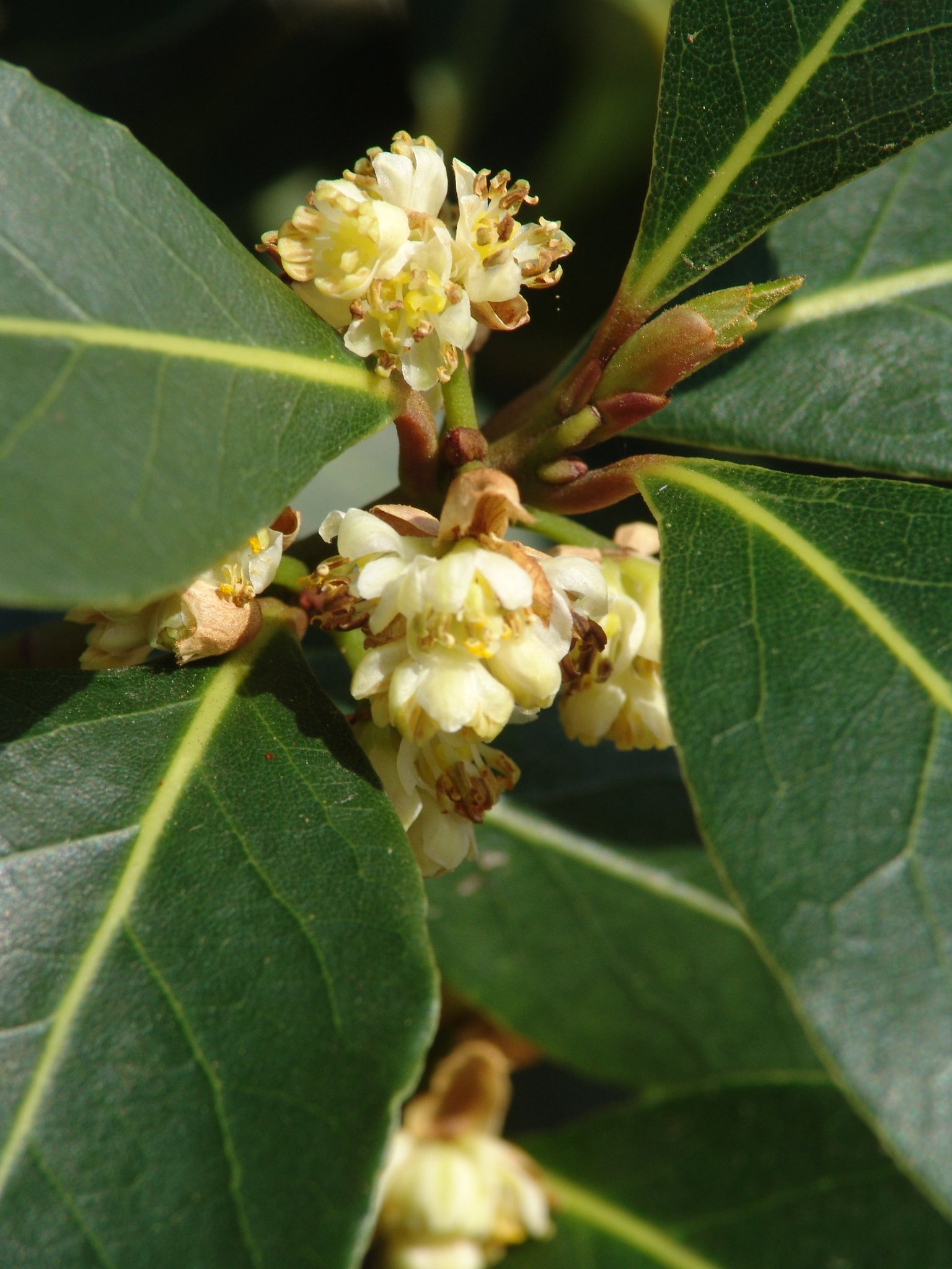 Laurus nobilis, Lorbeerbaum, Färbepflanze, Färberpflanze Laurus nobilis, Lorbeerbaum, Färbepflanze, Färberpflanze, Pflanzenfarben, färben, Klostergarten Seligenstadt