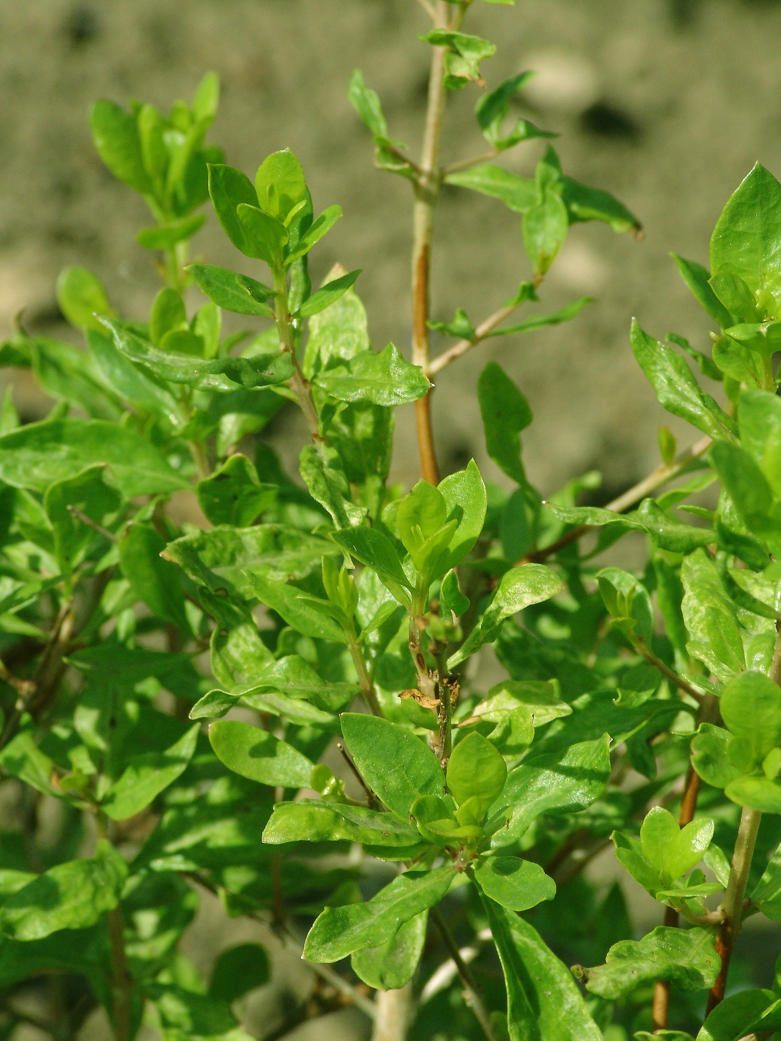 Lawsonia inermis, Henna, Pflanzenfarbe zur Haarfärbung, Färbepflanze