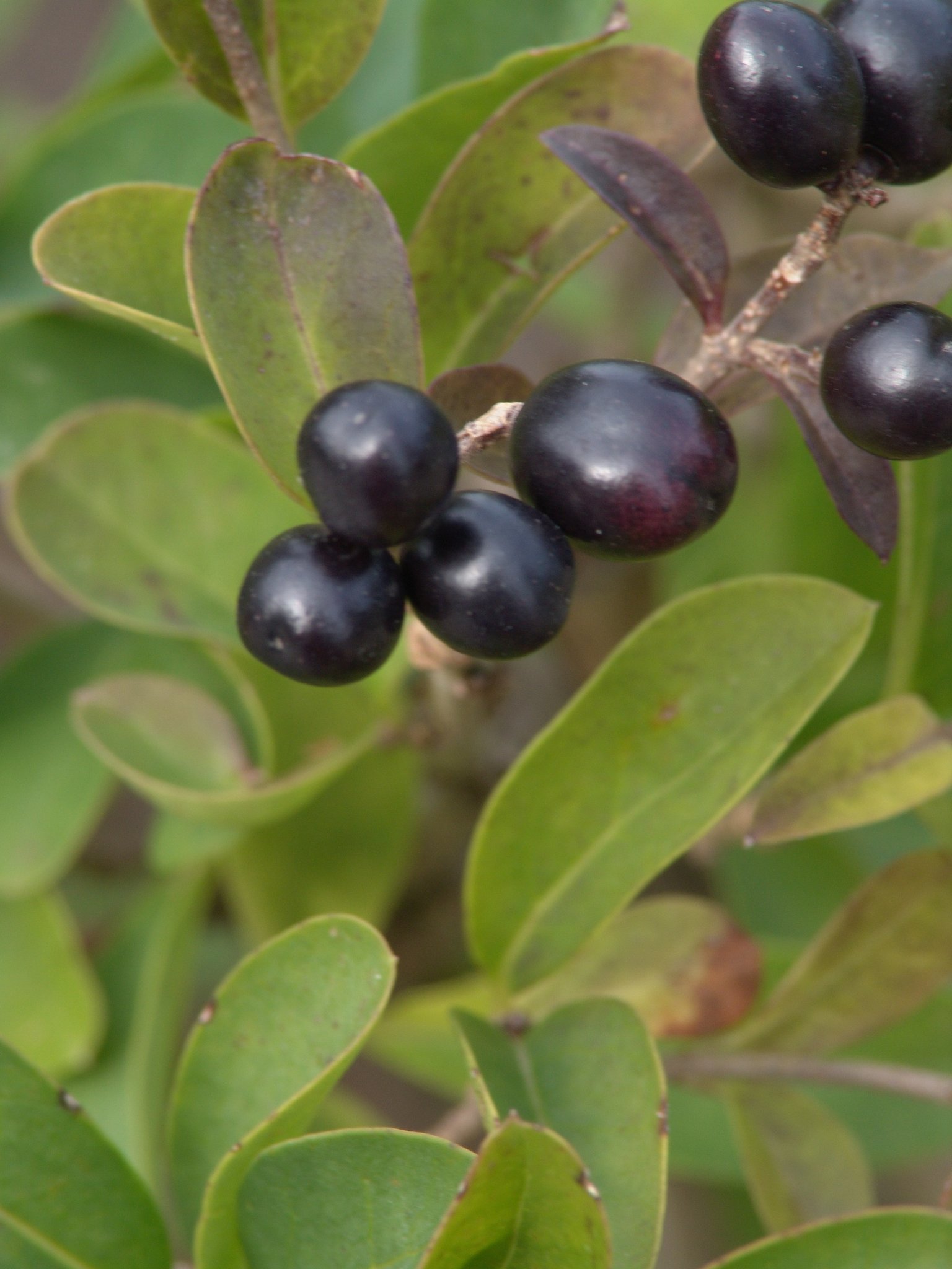 Liguster, Ligustrum vulgare
