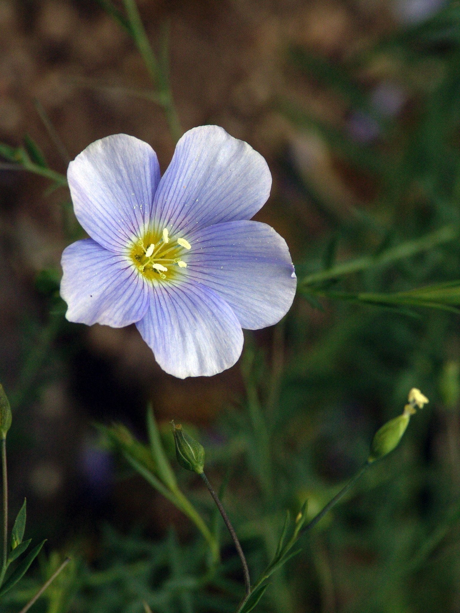 Linum usitatissimum, Lein, Flachs, Faserpflanze
