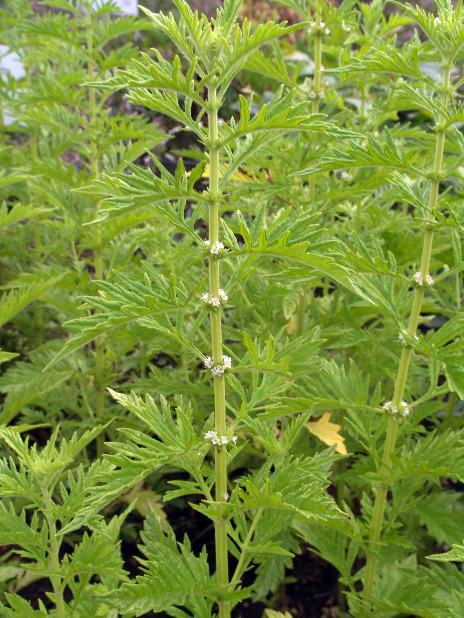 Lycopus europaeus, Gemeiner Wolfstrapp, Färbepflanze, Färberpflanze, Pflanzenfarben, färben, Klostergarten Seligenstadt