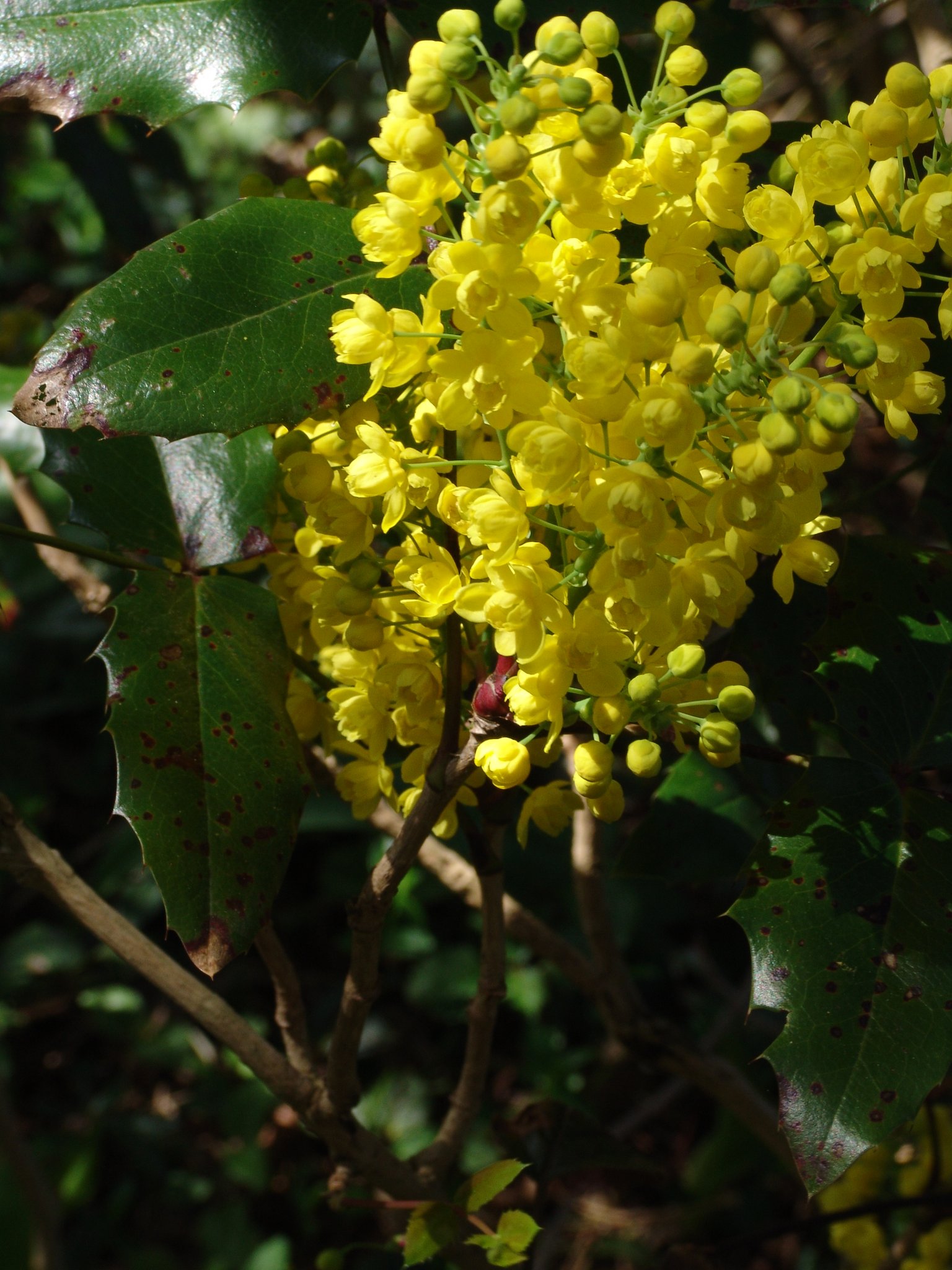 Mahonia aquifolium, Mahonie, Färbepflanze, Färberpflanze, Pflanzenfarben, färben, Klostergarten Seligenstadt