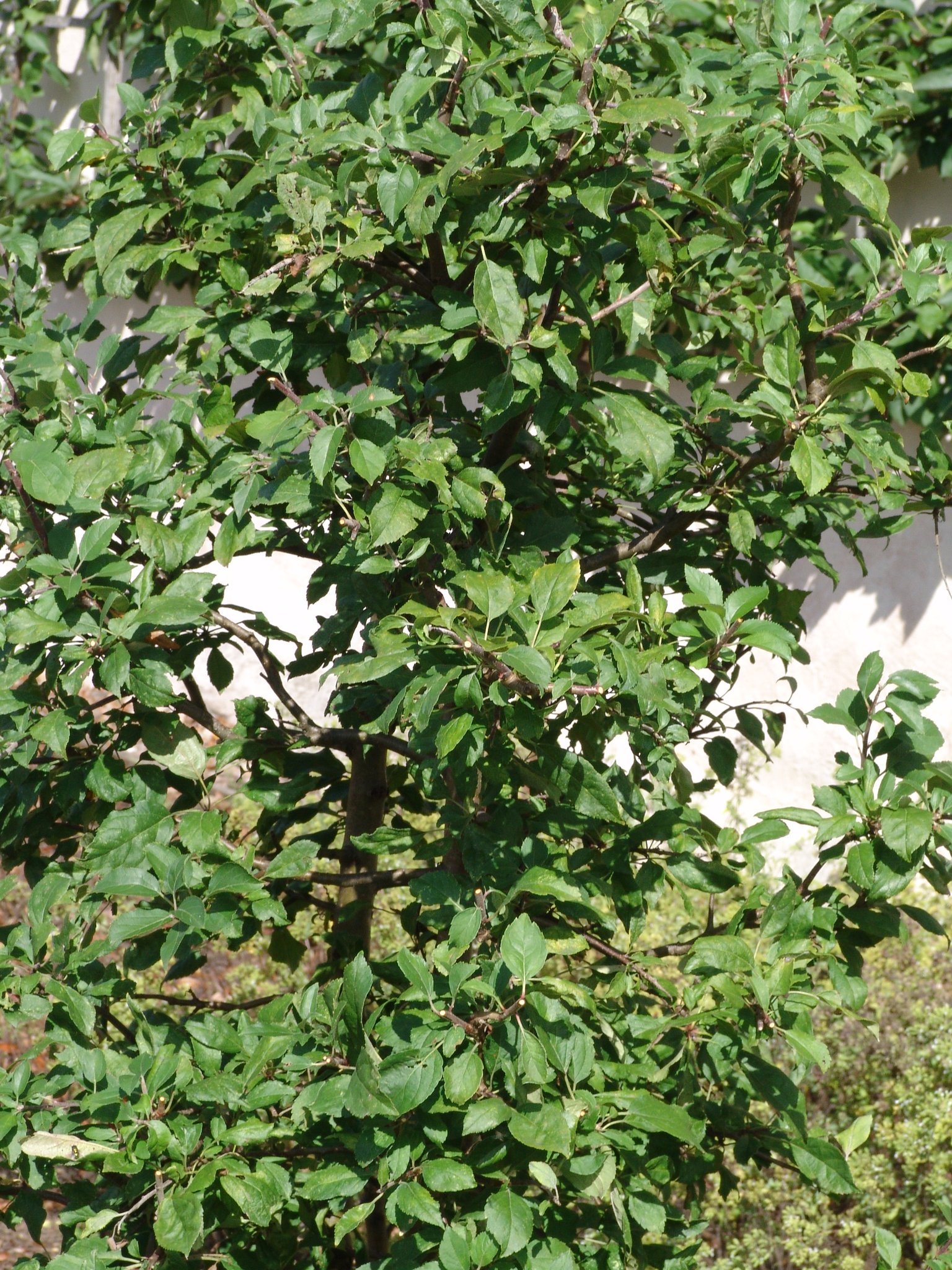 Malus sylvestris (Rinde), Wilder Apfelbaum, Holzapfel, Färbepflanze, Färberpflanze Malus sylvestris (Rinde), Wilder Apfelbaum, Holzapfel, Färbepflanze, Färberpflanze, Pflanzenfarben, färben, Klostergarten Seligenstadt