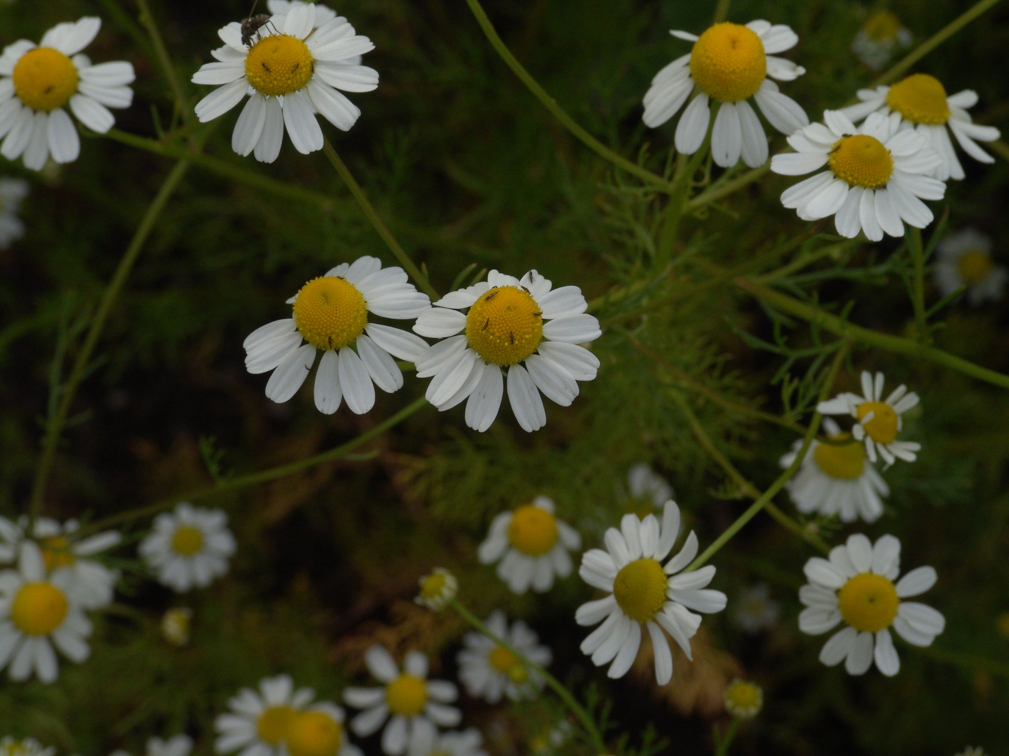 Matricaria recutita, Echte Kamille, Färbepflanze, Färberpflanze, Pflanzenfarben, färben, Klostergarten Seligenstadt