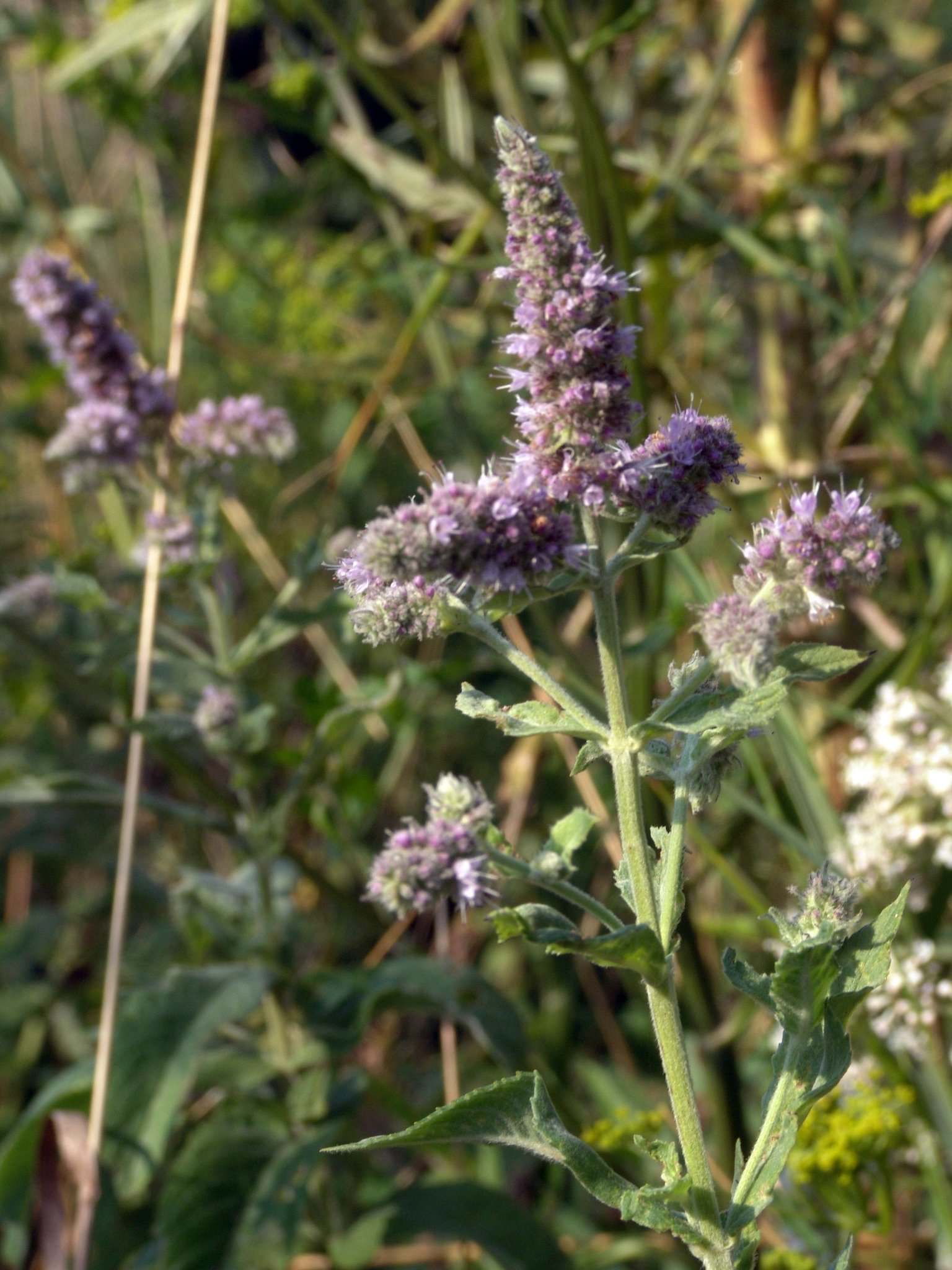 Mentha longifolia, Roßminze, Färbepflanze, Färberpflanze, Pflanzenfarben, färben, Klostergarten Seligenstadt