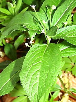Mercurialis perennis, Wald-Bingelkraut