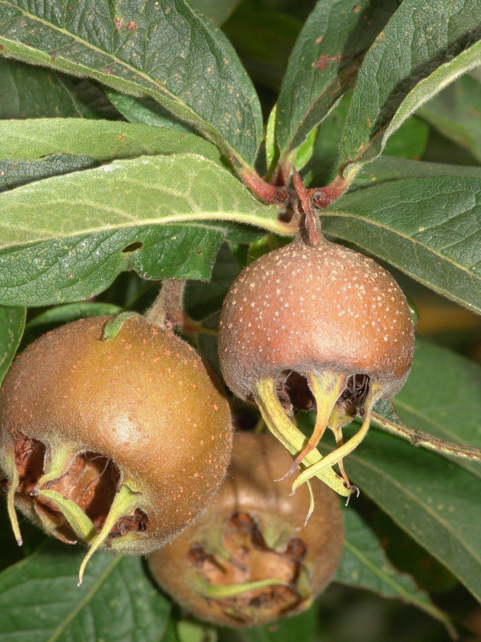 Mespilus germanica, Echte Mispel, Färbepflanze, Färberpflanze, Pflanzenfarben, färben, Klostergarten Seligenstadt