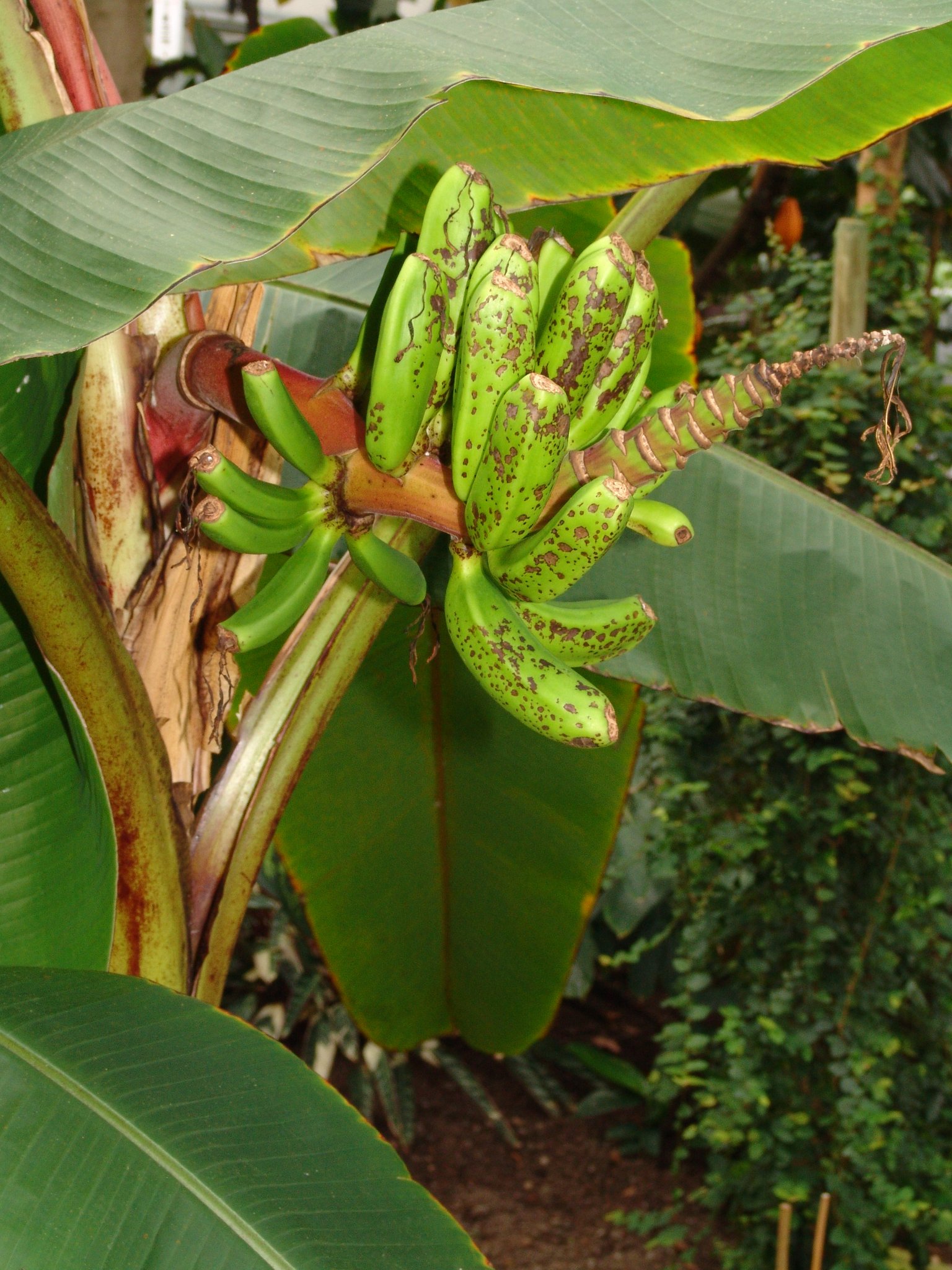 Musa textilis, Manilahanf, Faserbanane, Abacá, Faserpflanze Musa textilis, Manilahanf, Faserbanane, Abacá, Faserpflanze