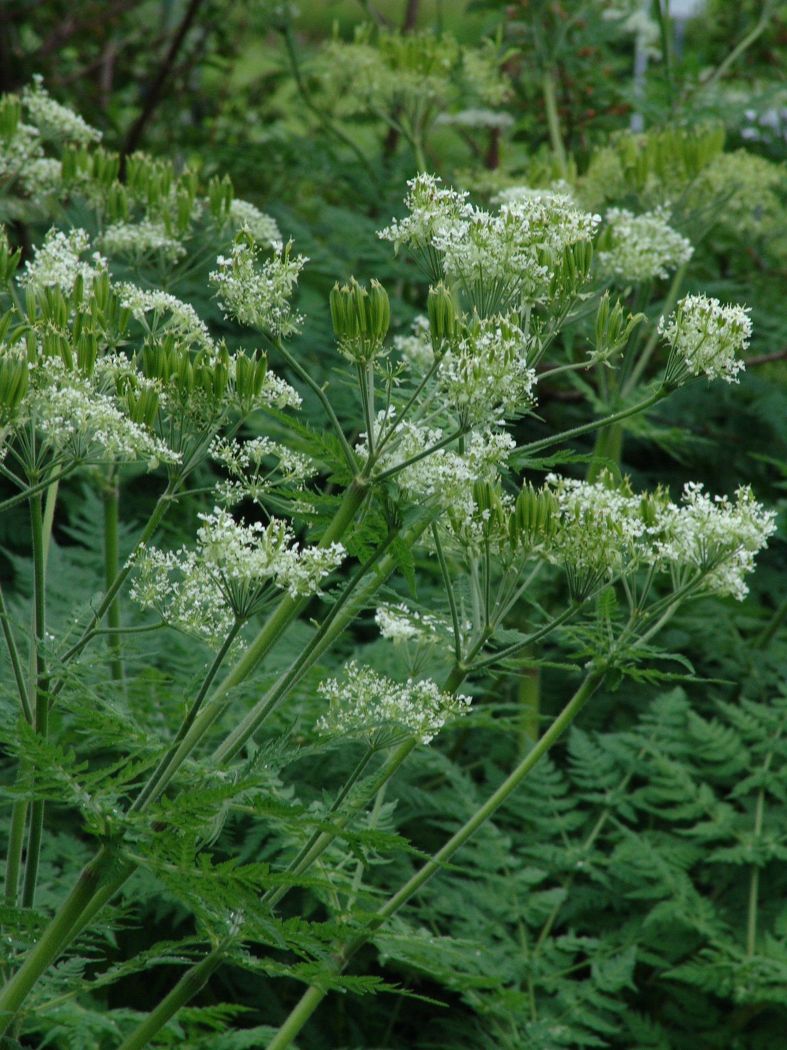 Myrrhis odorata, Duftende Süßdolde, Färbepflanze, Färberpflanze, Pflanzenfarben, färben, Klostergarten Seligenstadt
