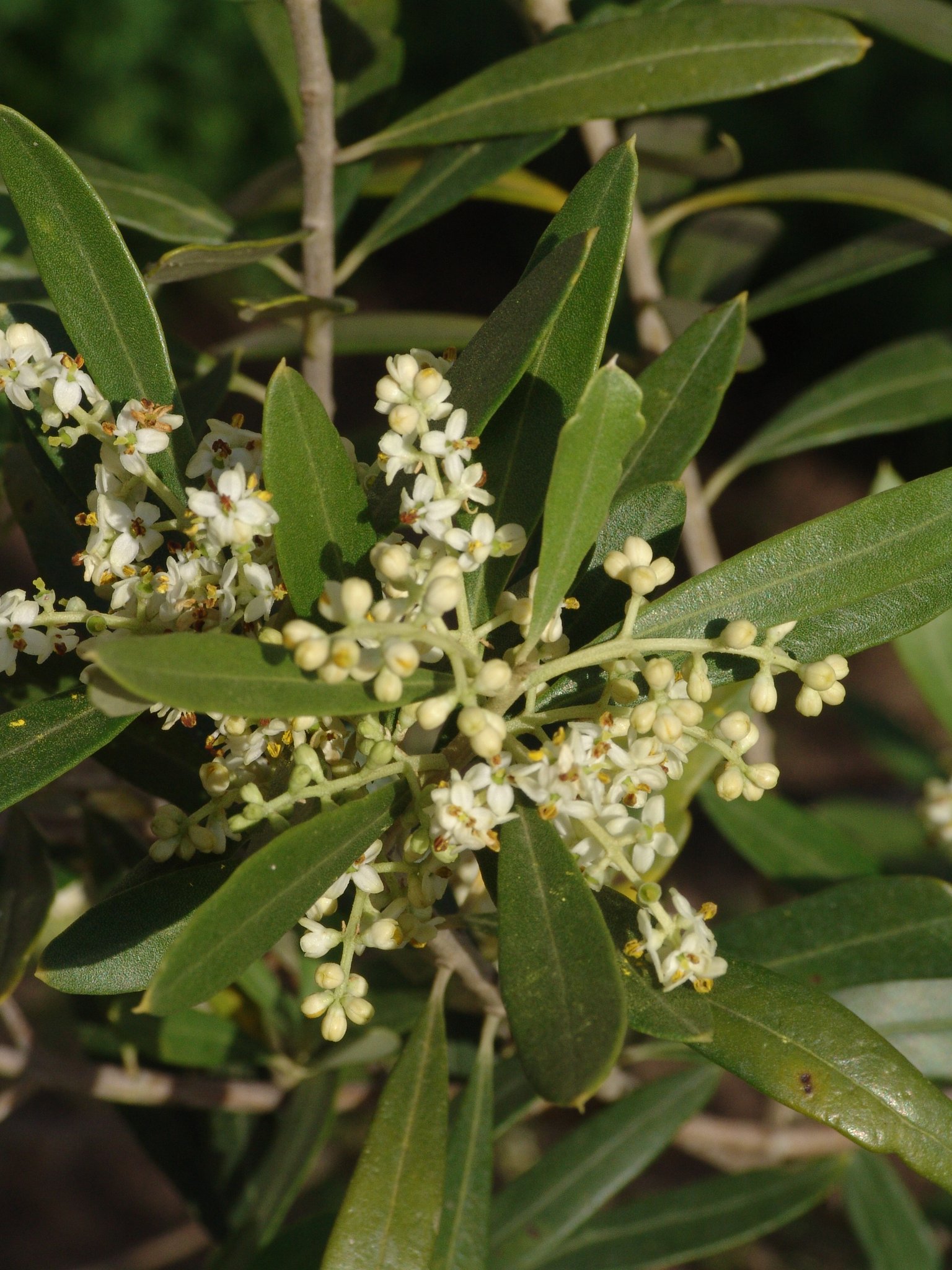 Olea europaea, Olivenbaum, Färbepflanze, Färberpflanze Olea europaea, Olivenbaum, Färbepflanze, Färberpflanze, Pflanzenfarben, färben, Klostergarten Seligenstadt