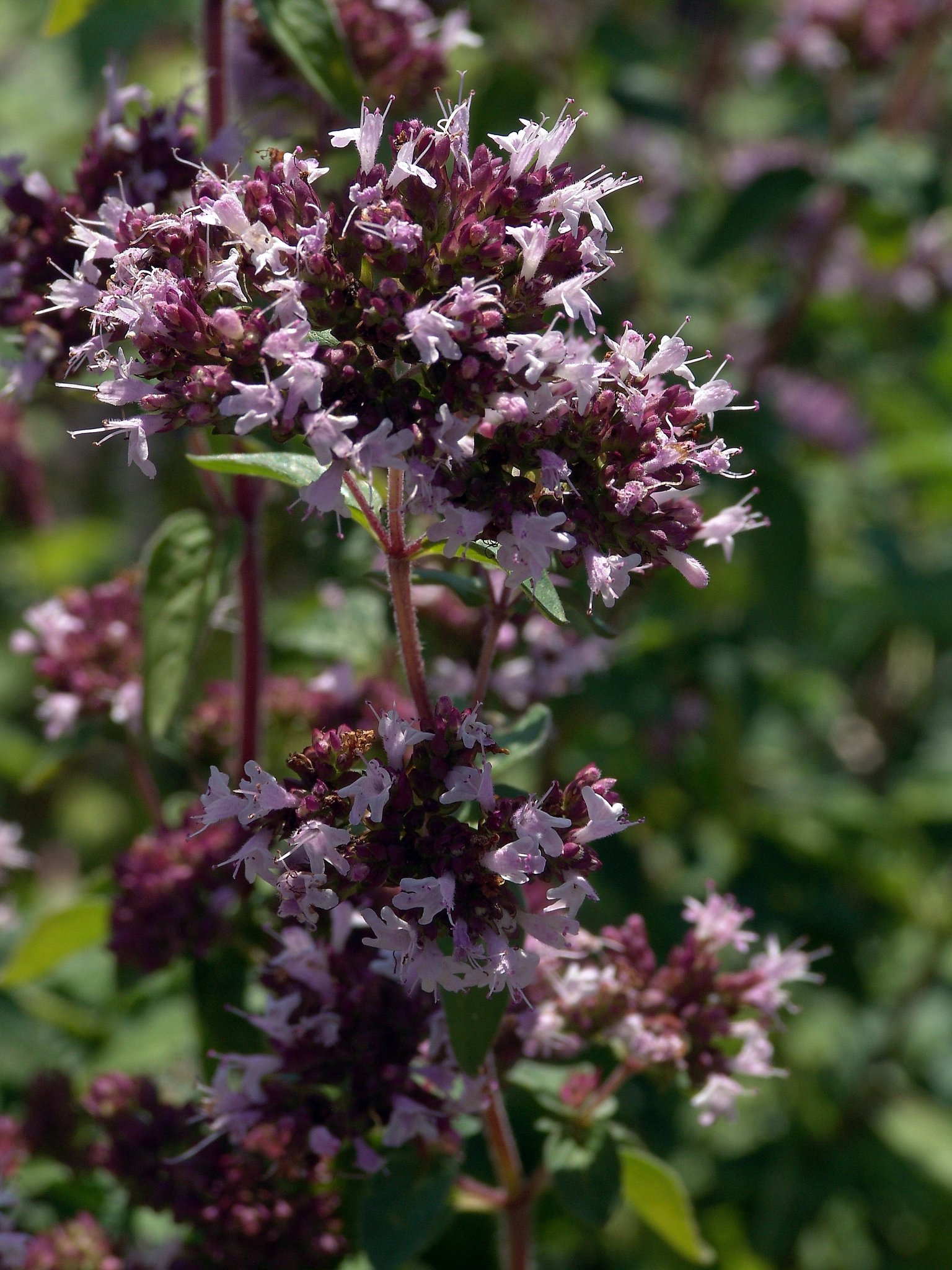 Origanum vulgare, Dost, Färbepflanze, Färberpflanze, Pflanzenfarben, färben, Klostergarten Seligenstadt