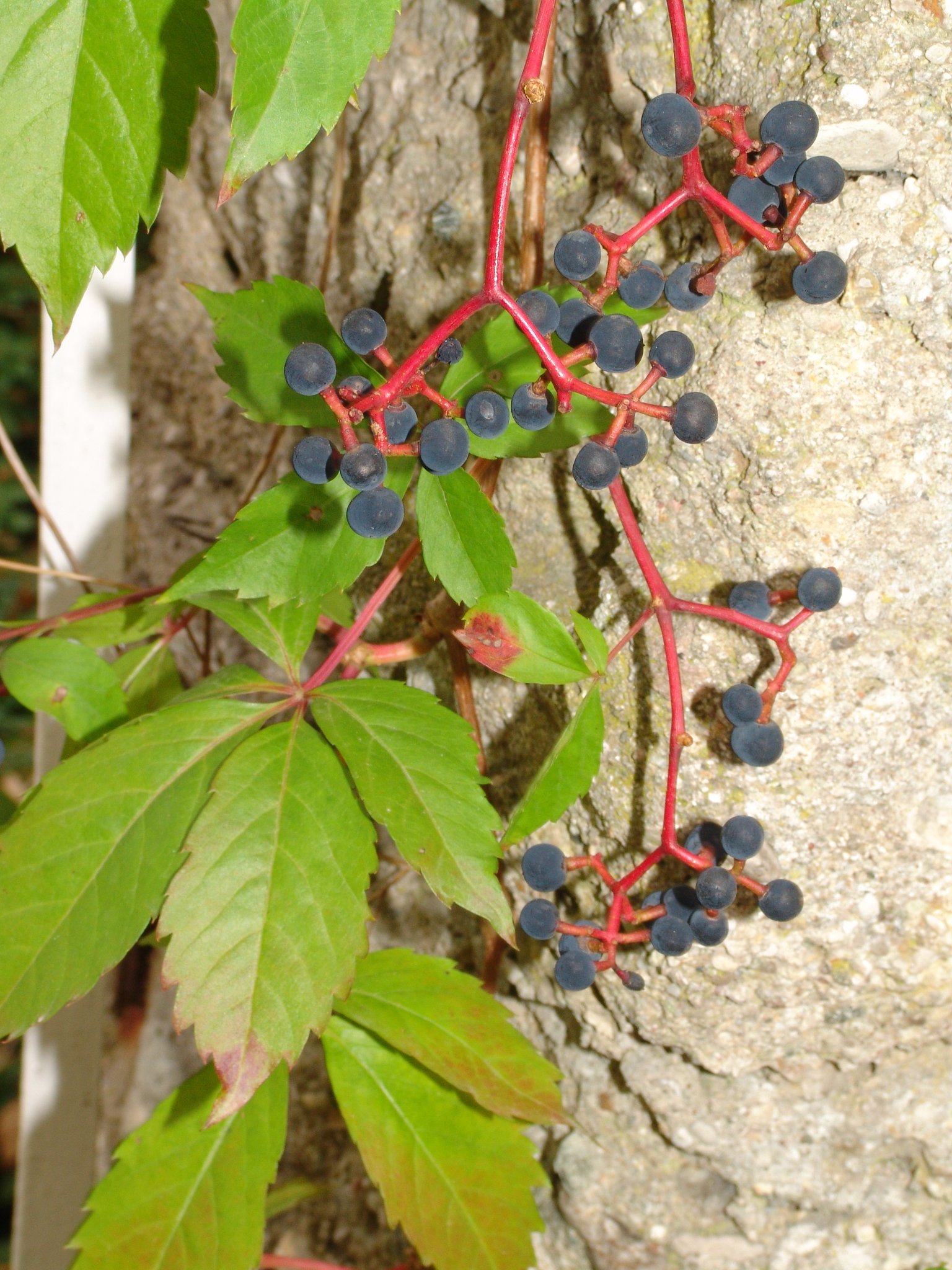 Parthenocissus quinquefolia, Wilder Wein, Jungfernrebe, Färbepflanze, Färberpflanze, Pflanzenfarben, färben, Klostergarten Seligenstadt